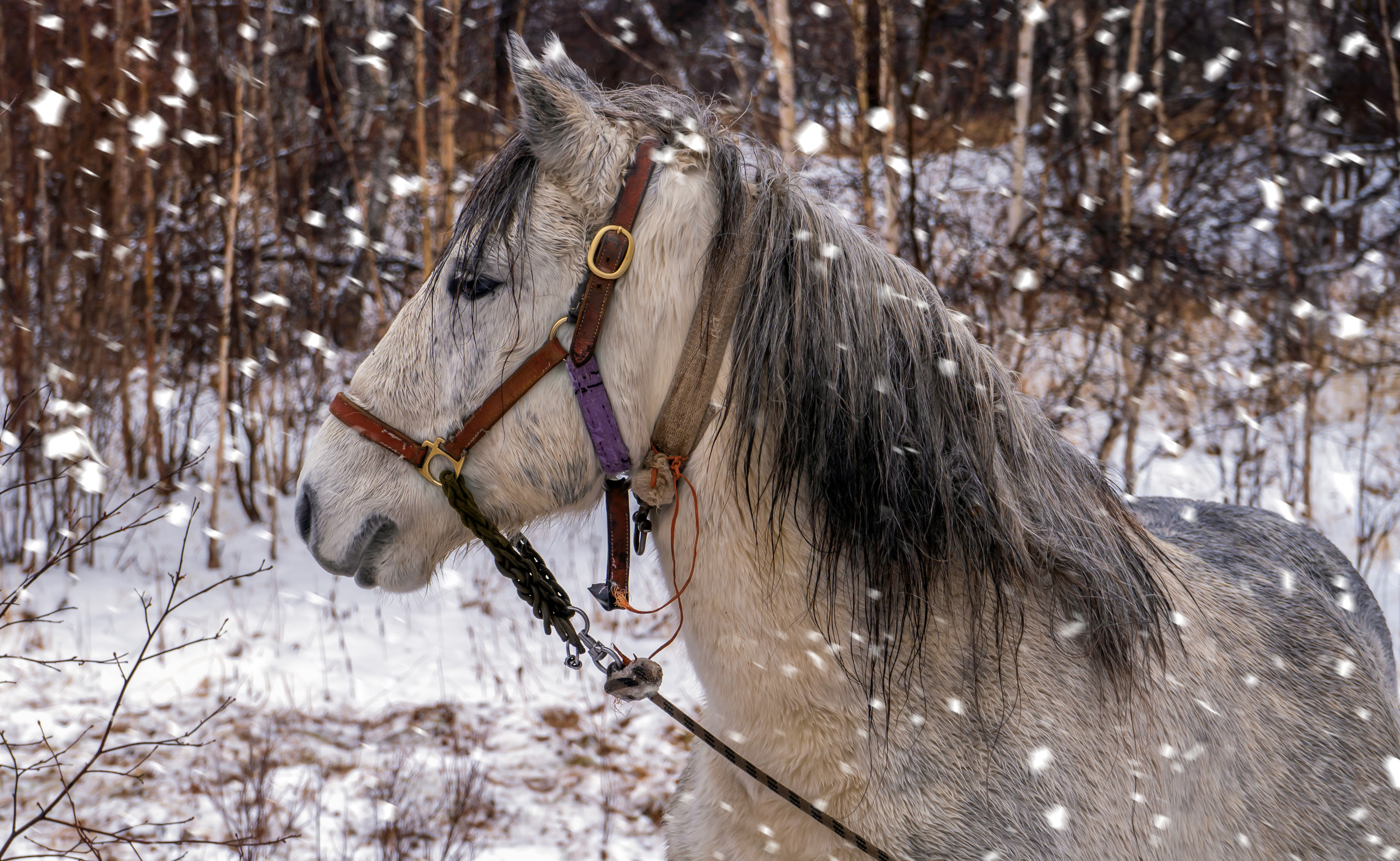 эссо фотокамчатка фото