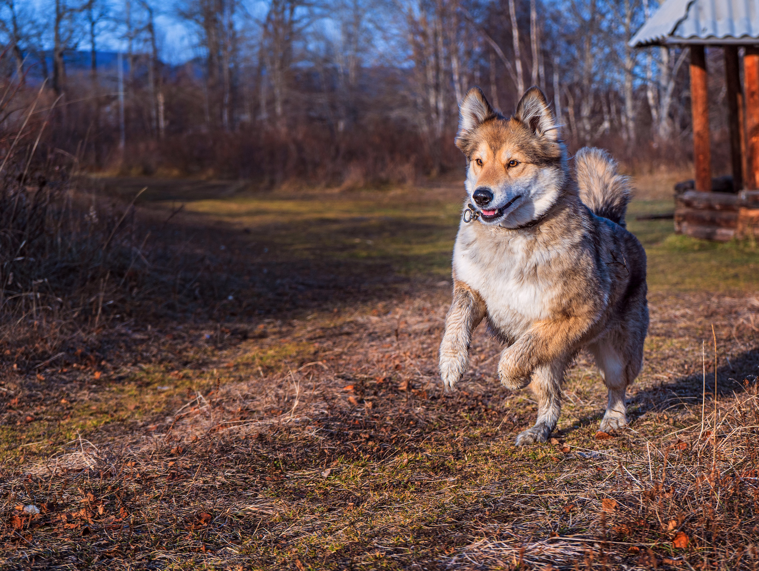 фото собаки