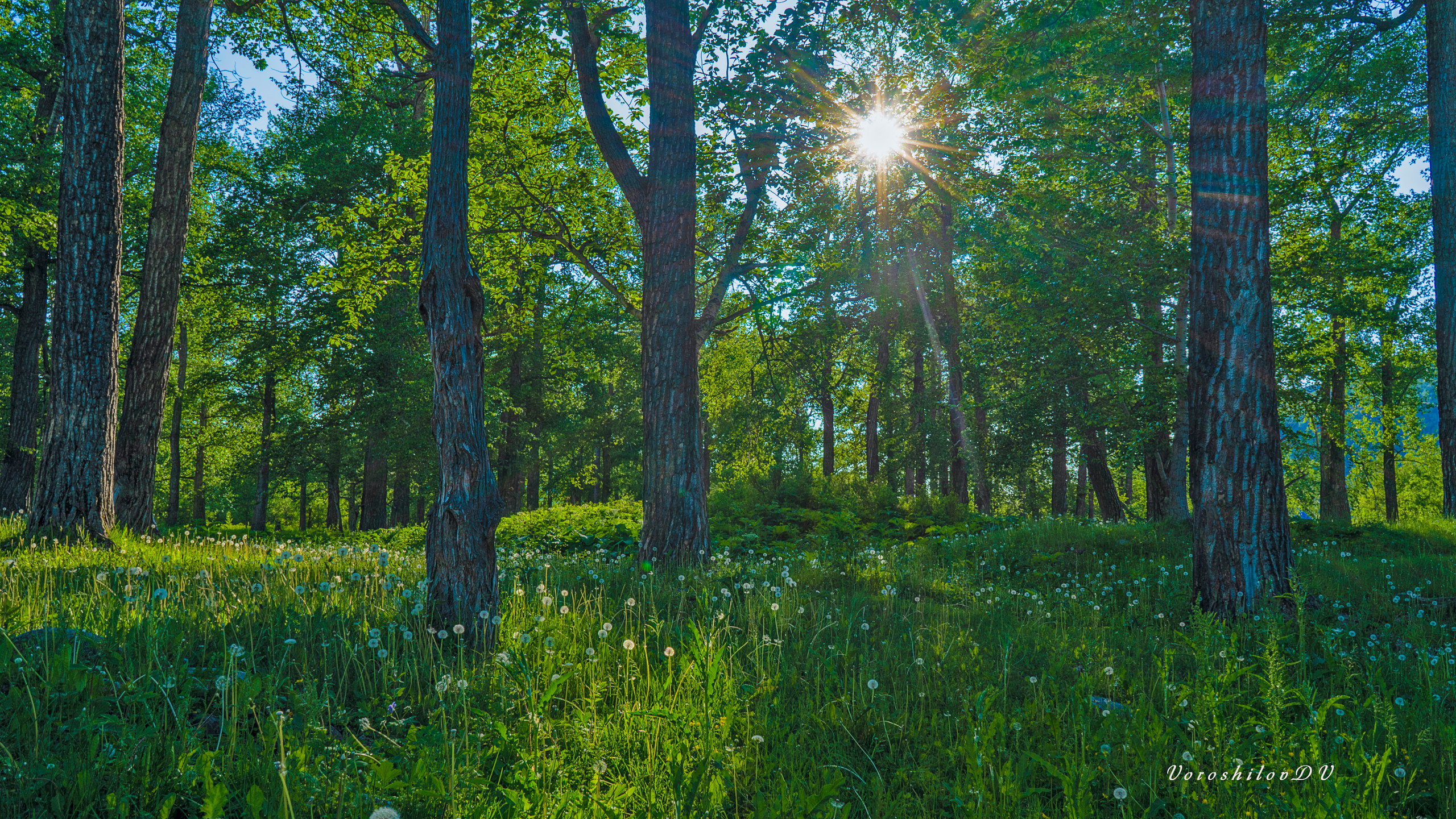 Лето. Фотограф Ворошилов Дмитрий. Эссо. Камчатка