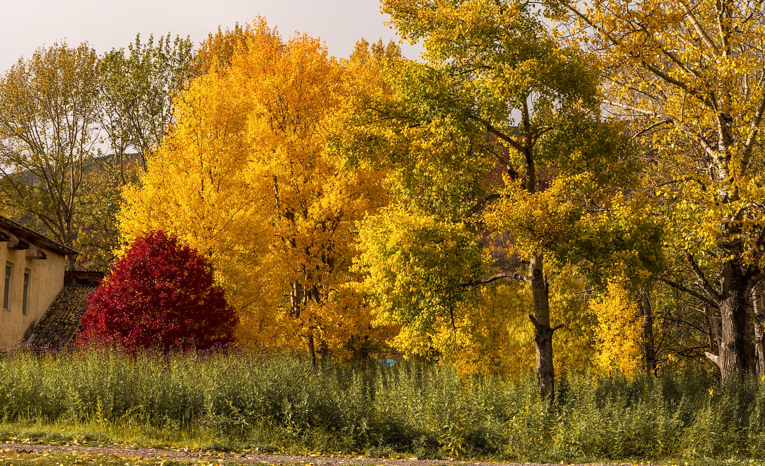 Осень. Фотограф Ворошилов Дмитрий. Эссо. Камчатка