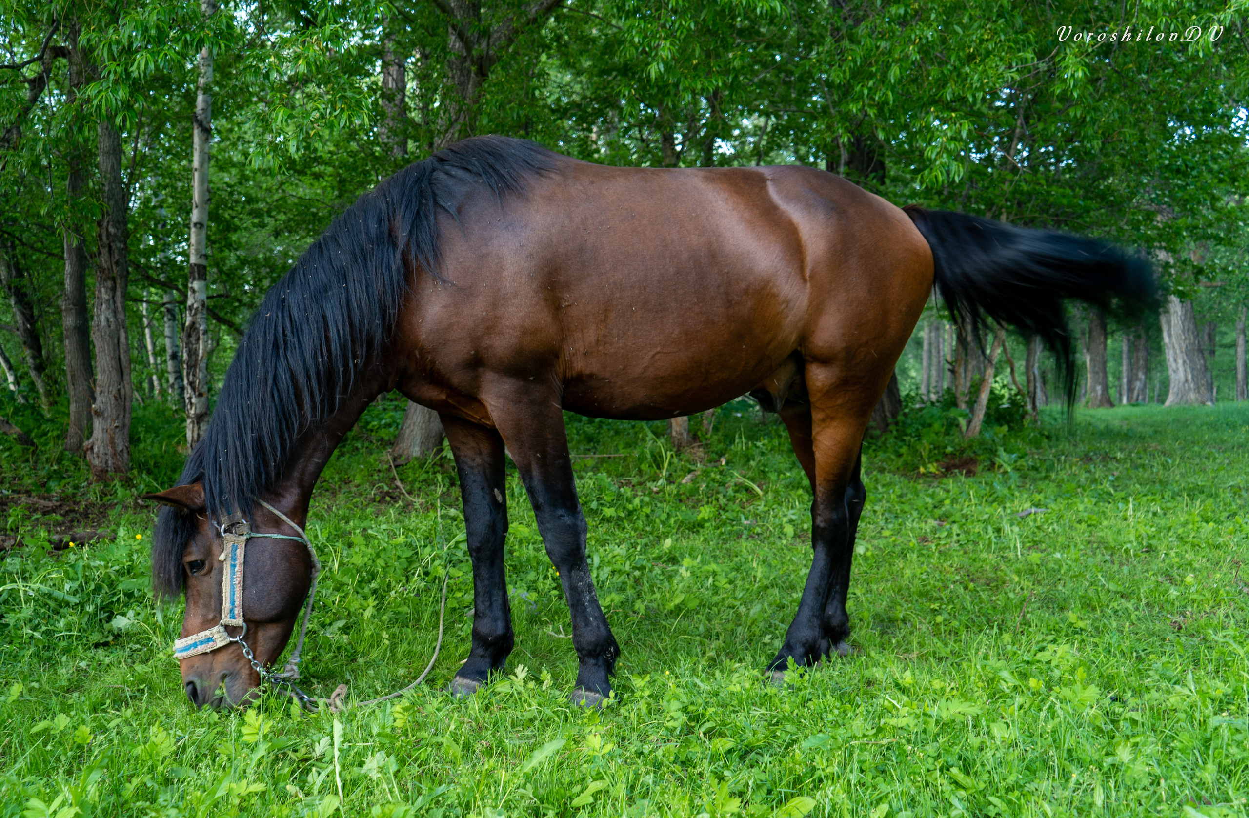 Лето. Фотограф Ворошилов Дмитрий. Эссо. Камчатка