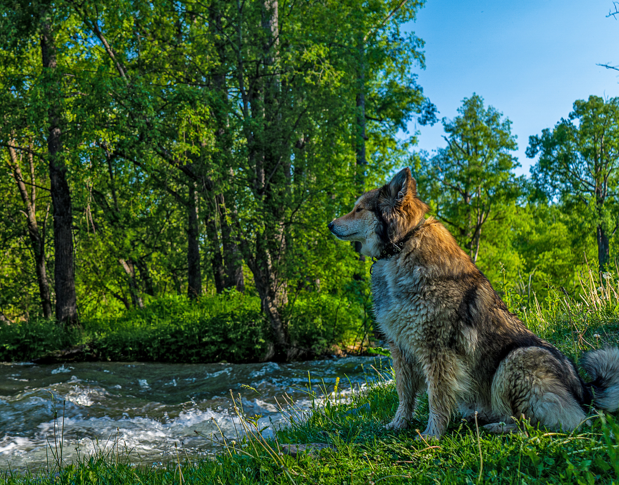 фото собаки