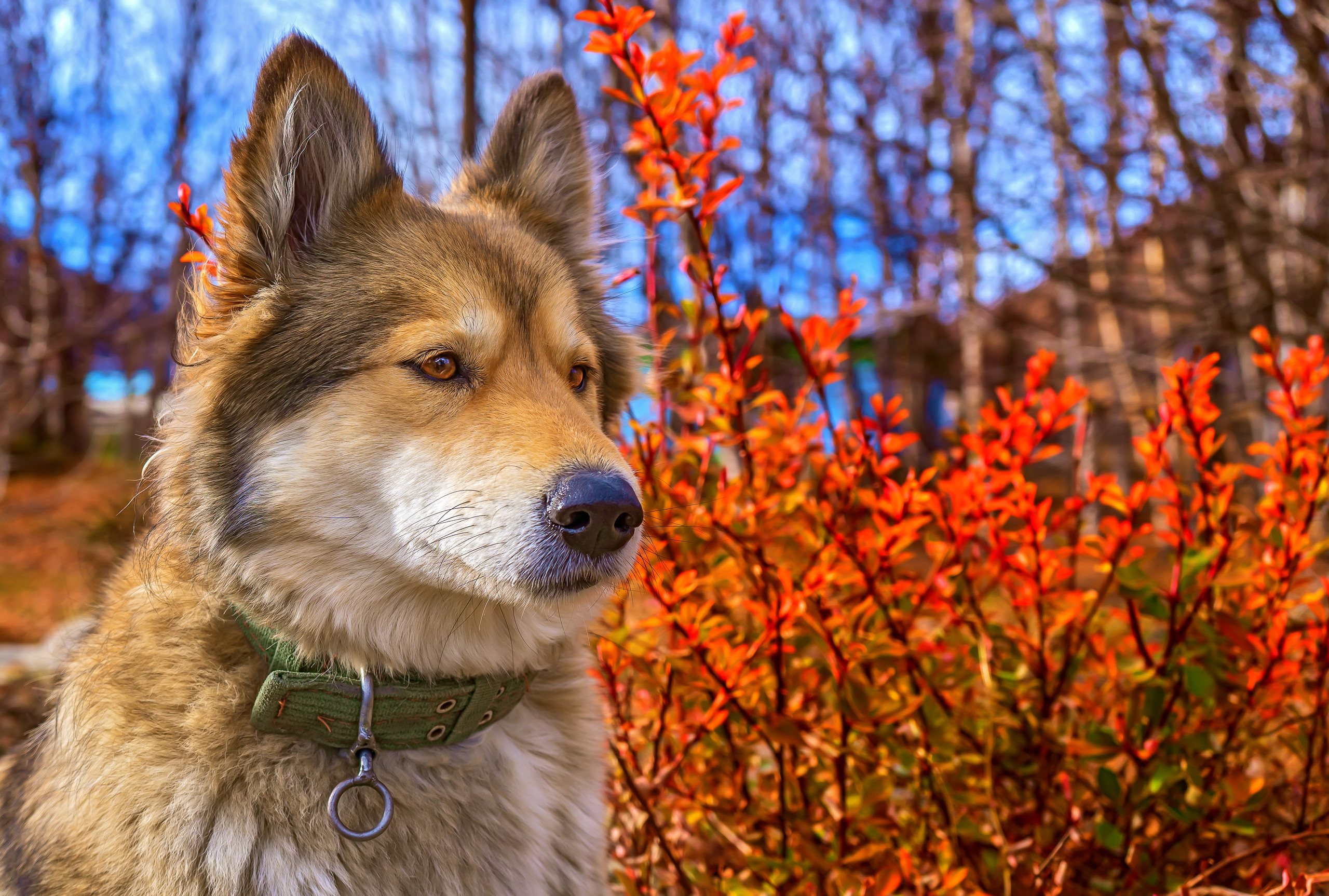 фото собаки
