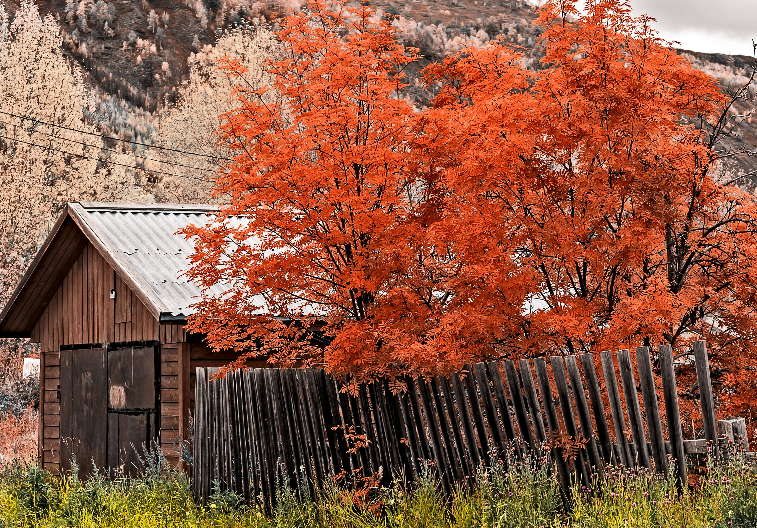 Осень. Фотограф Ворошилов Дмитрий. Эссо. Камчатка