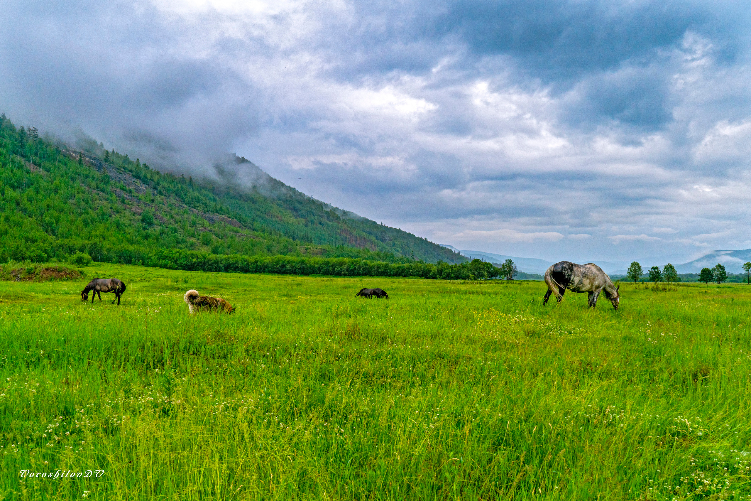 Лето. Фотограф Ворошилов Дмитрий. Эссо. Камчатка