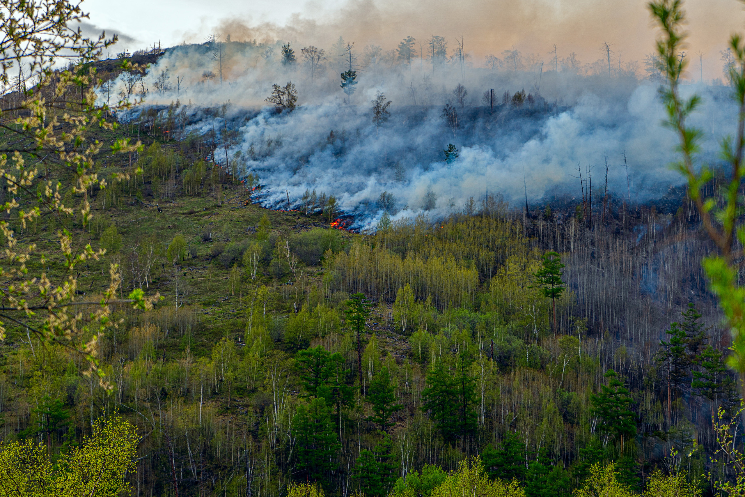 Пожар в Эссо 2020. Фотограф Ворошилов Дмитрий. Эссо. Камчатка