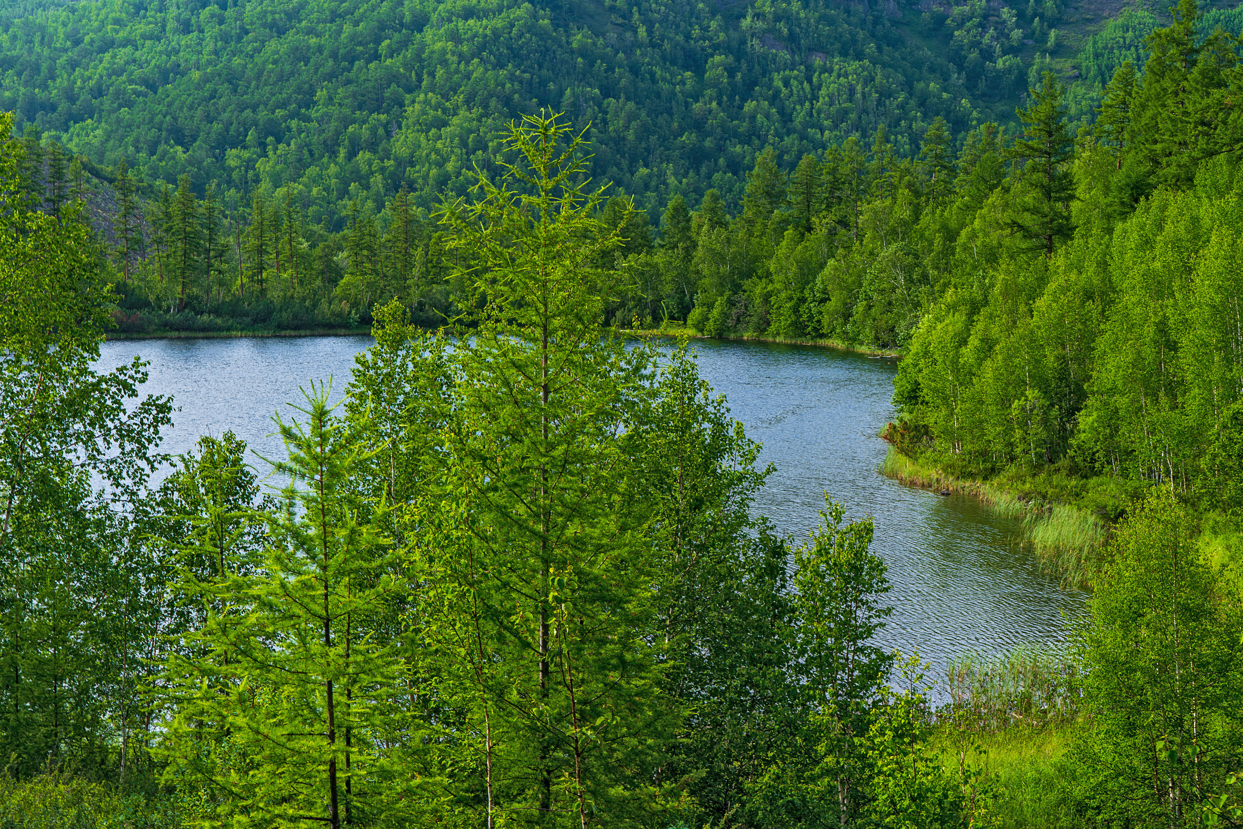 Лето. Фотограф Ворошилов Дмитрий. Эссо. Камчатка