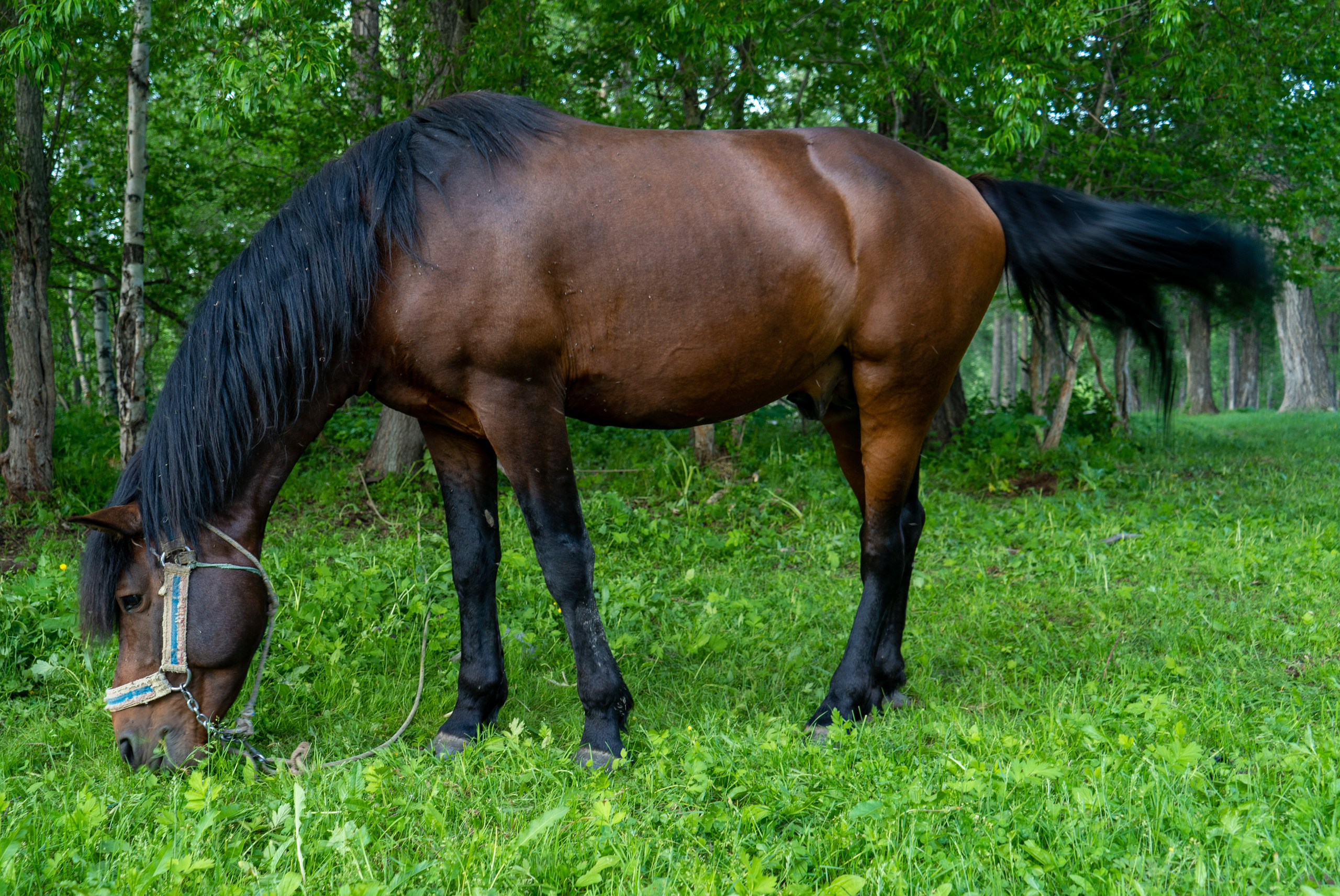 Лето. Фотограф Ворошилов Дмитрий. Эссо. Камчатка
