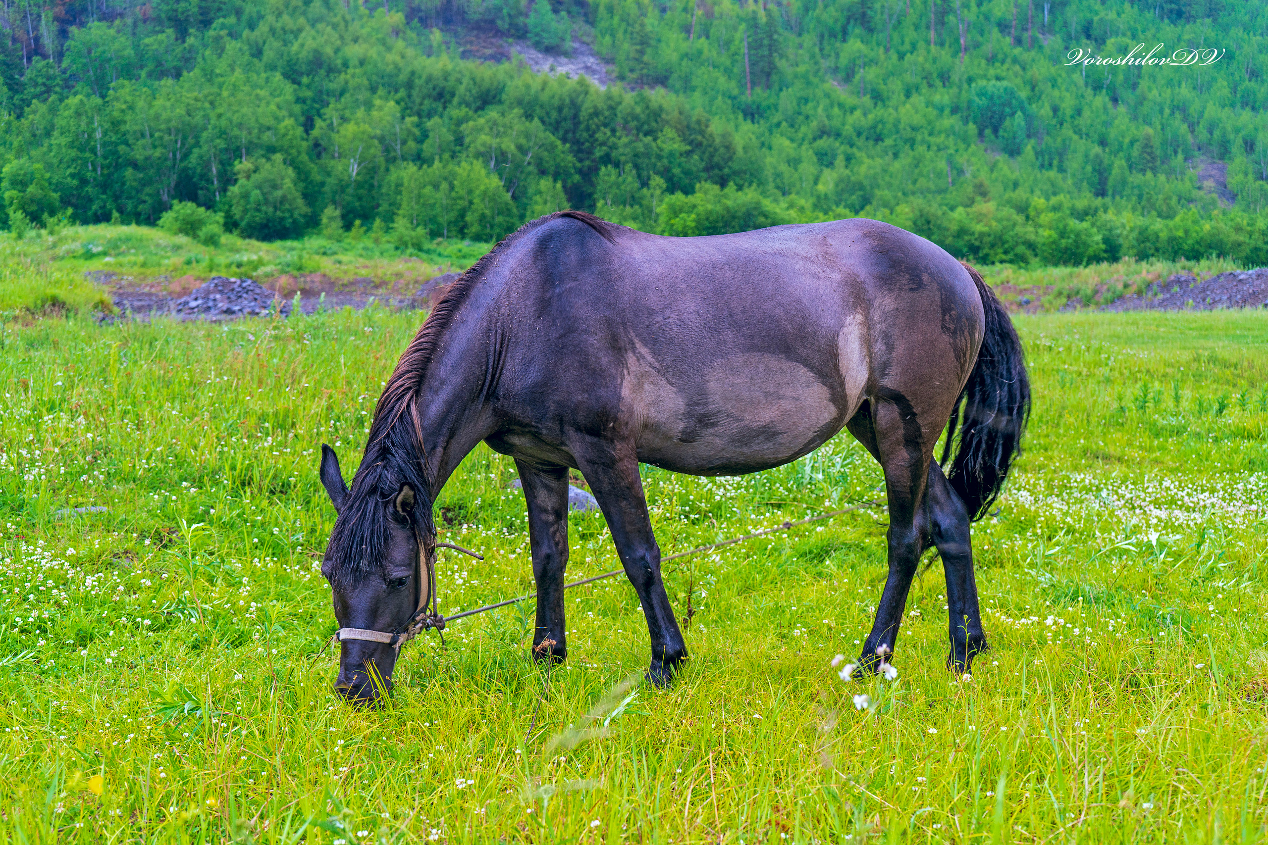 Лето. Фотограф Ворошилов Дмитрий. Эссо. Камчатка