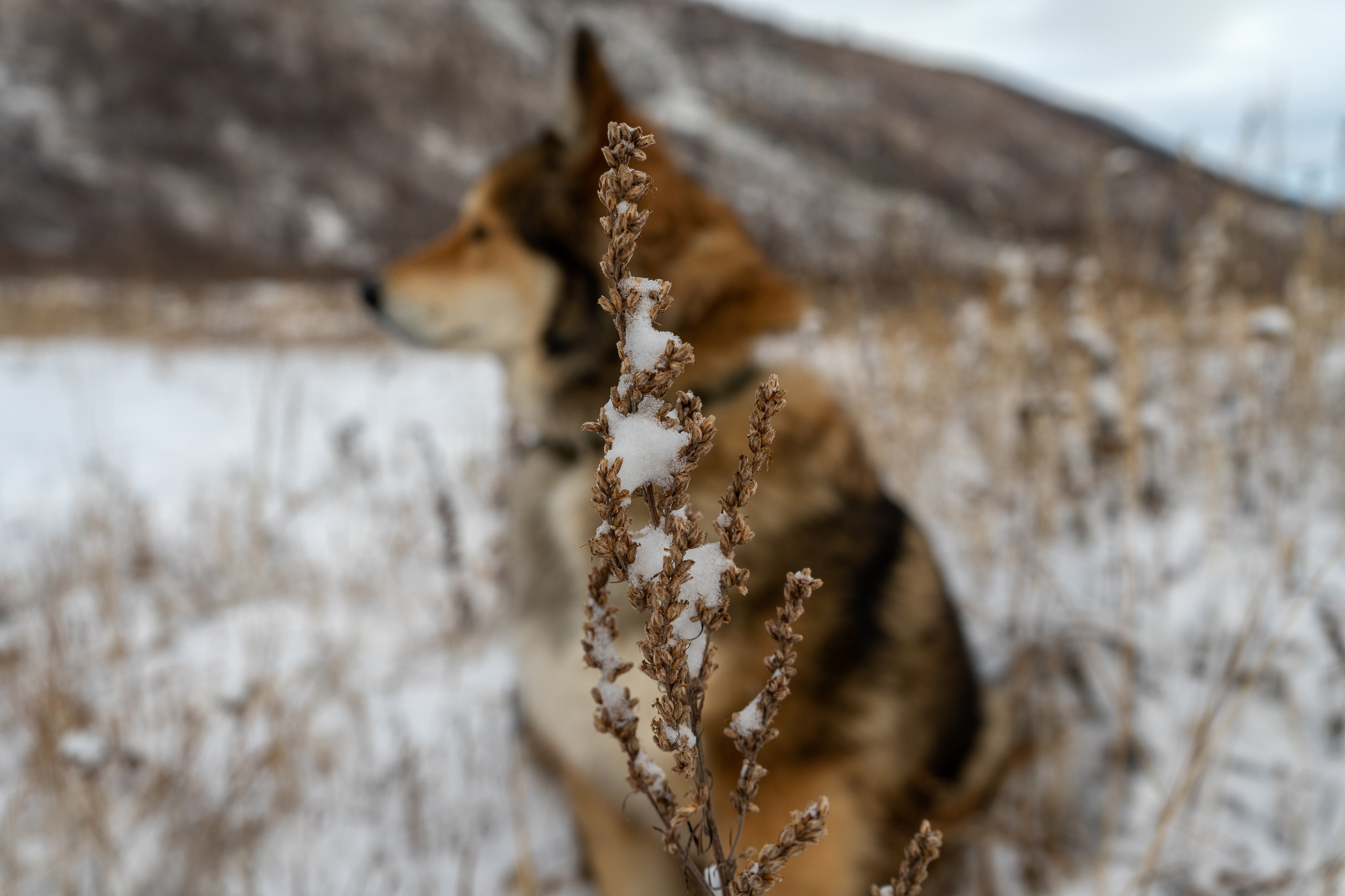 Моя Найда. Фотограф Ворошилов Дмитрий. Эссо. Камчатка