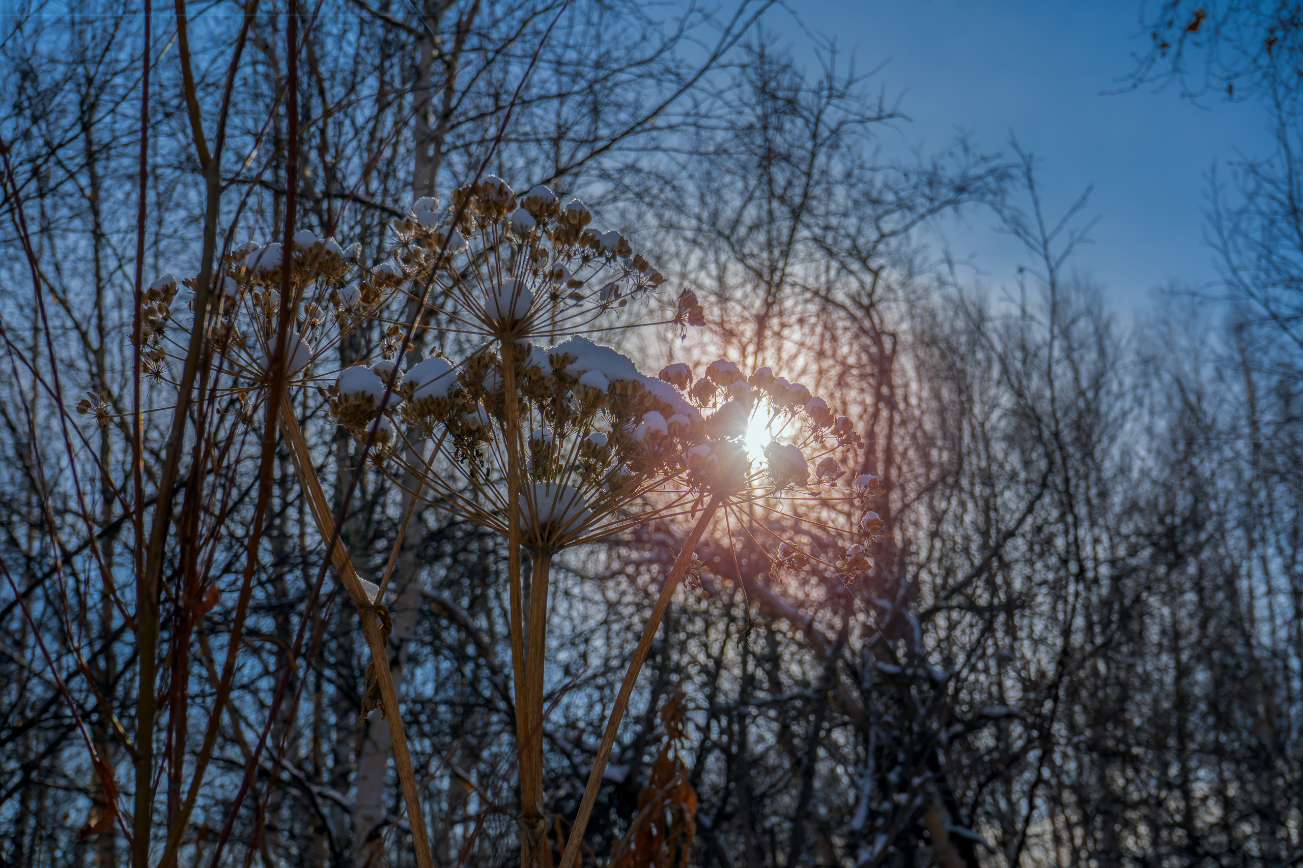 эссо фотокамчатка фото
