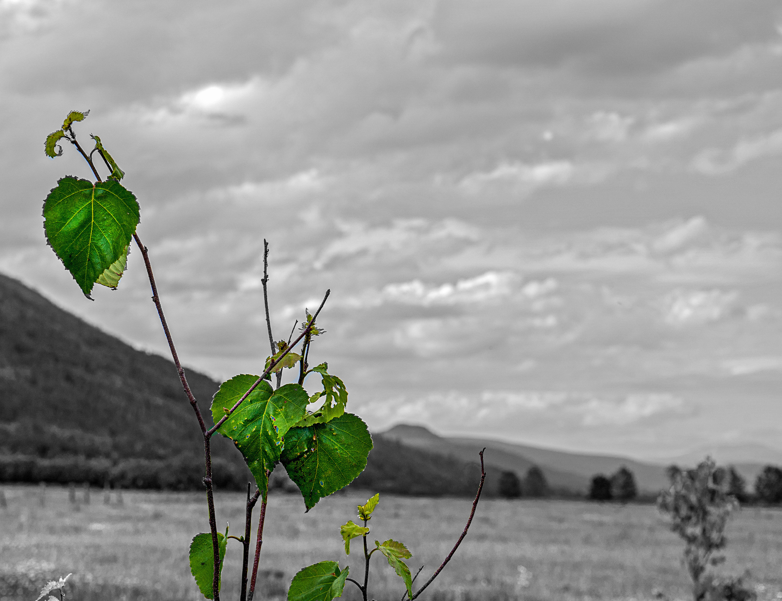 Лето. Фотограф Ворошилов Дмитрий. Эссо. Камчатка