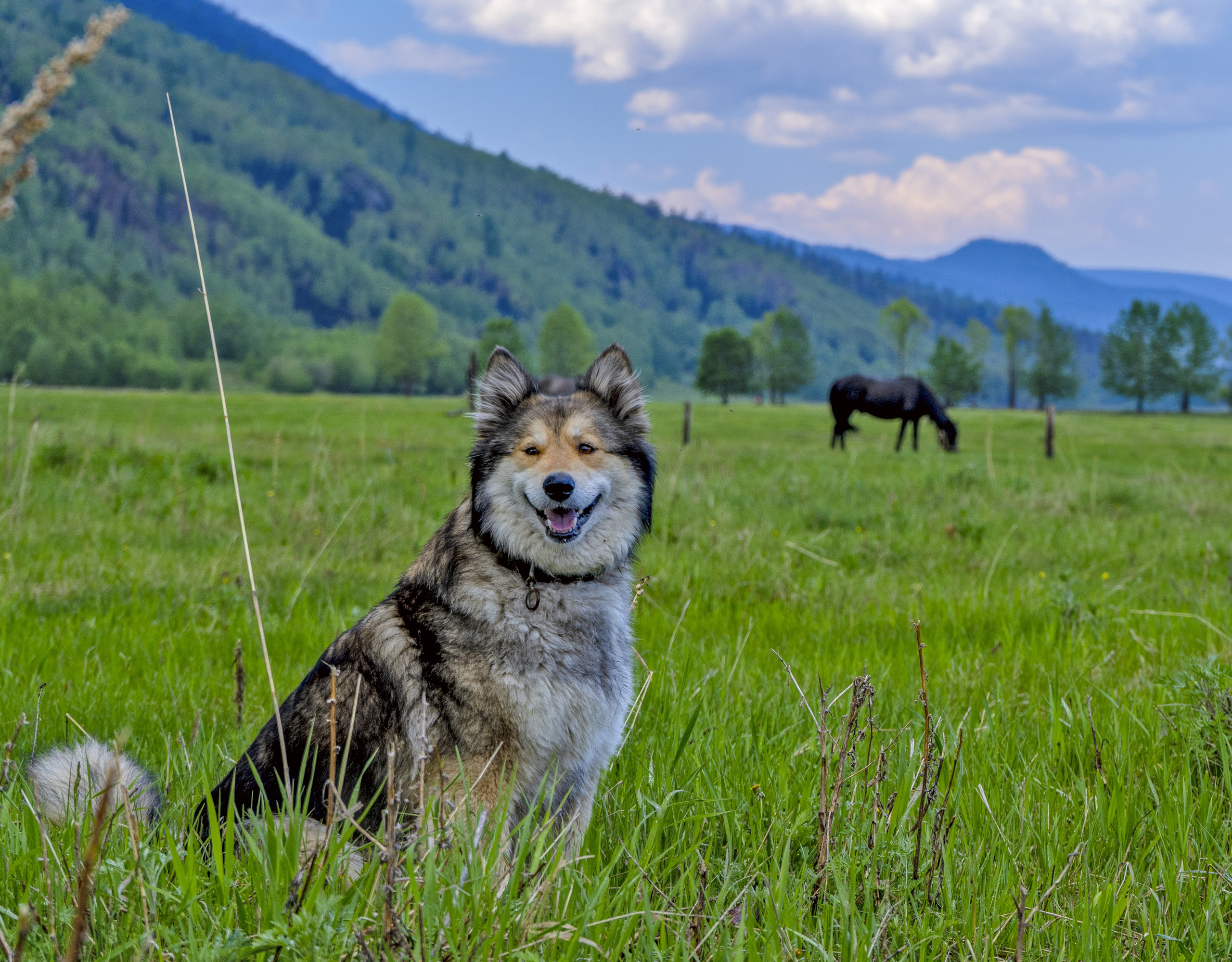 фото собаки
