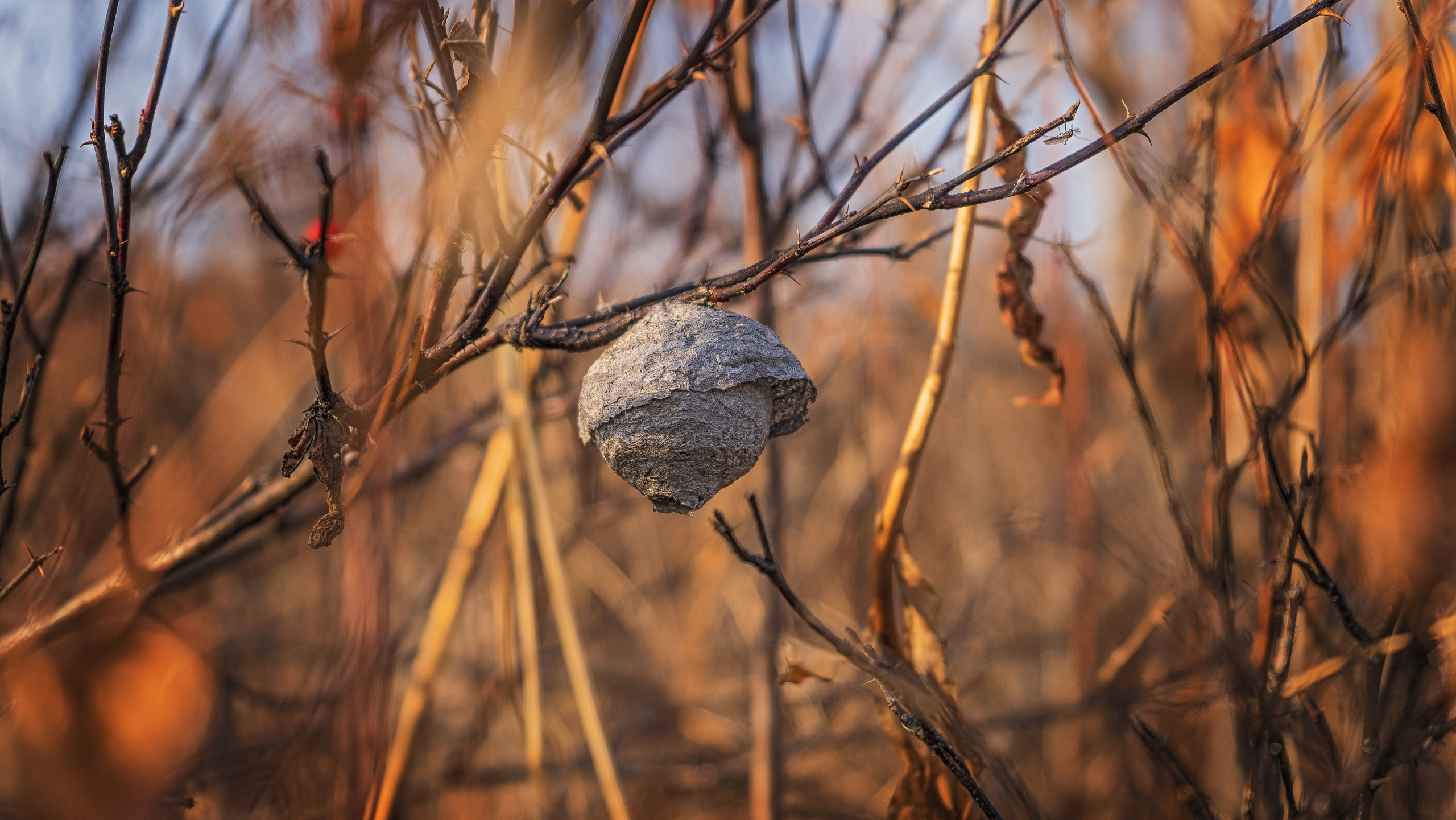 Фотограф Ворошилов Дмитрий. Эссо. Камчатка