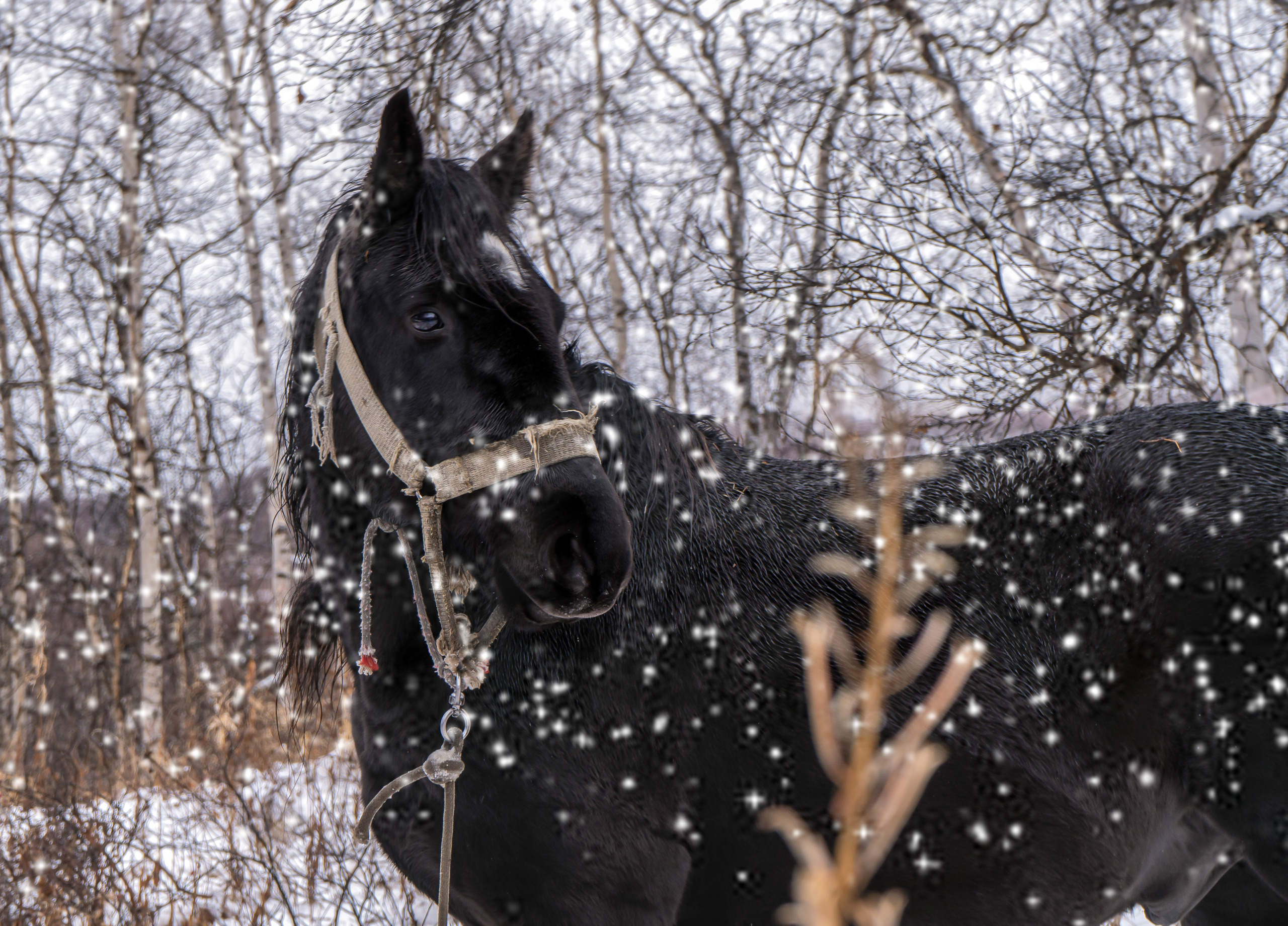 эссо фотокамчатка фото