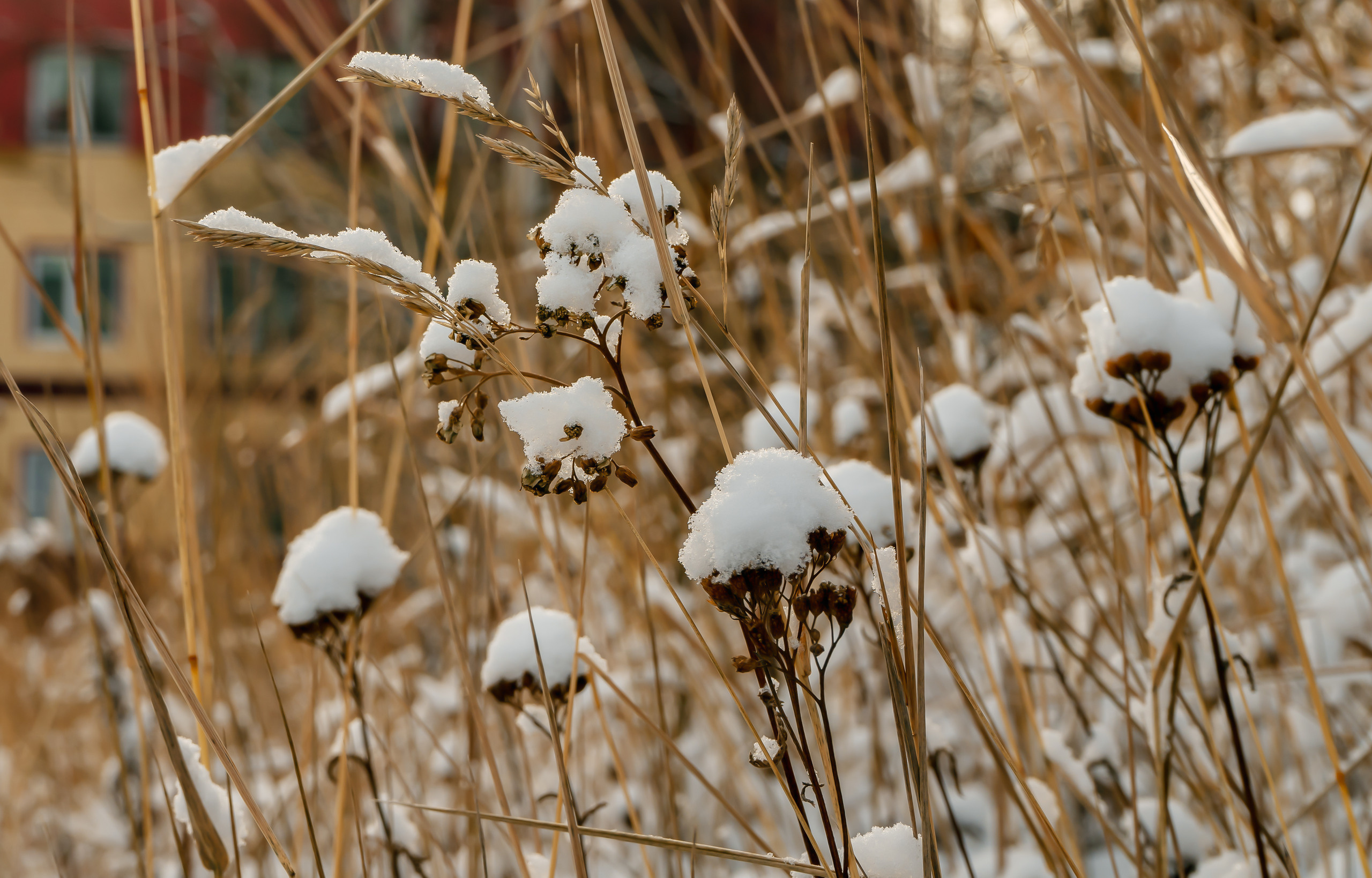 эссо фотокамчатка фото