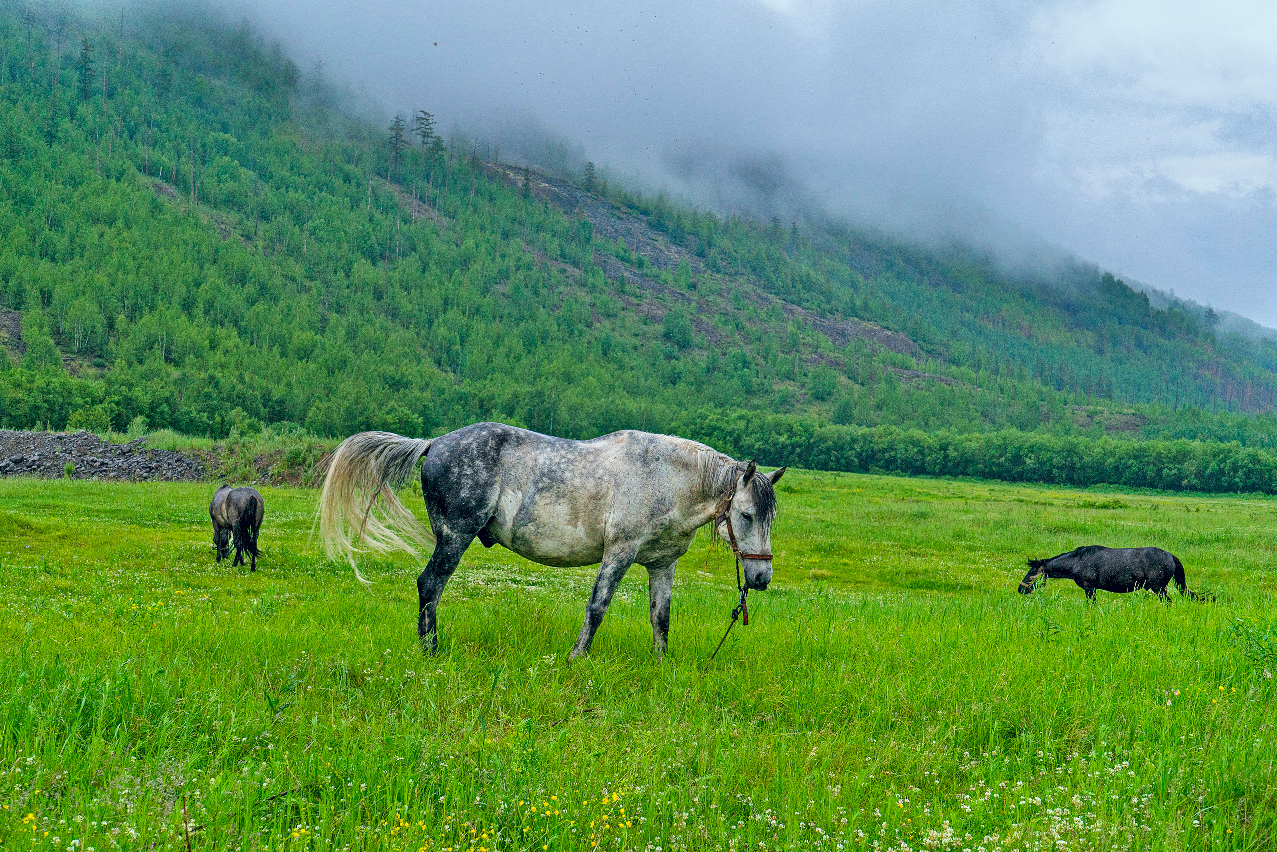 Лето. Фотограф Ворошилов Дмитрий. Эссо. Камчатка