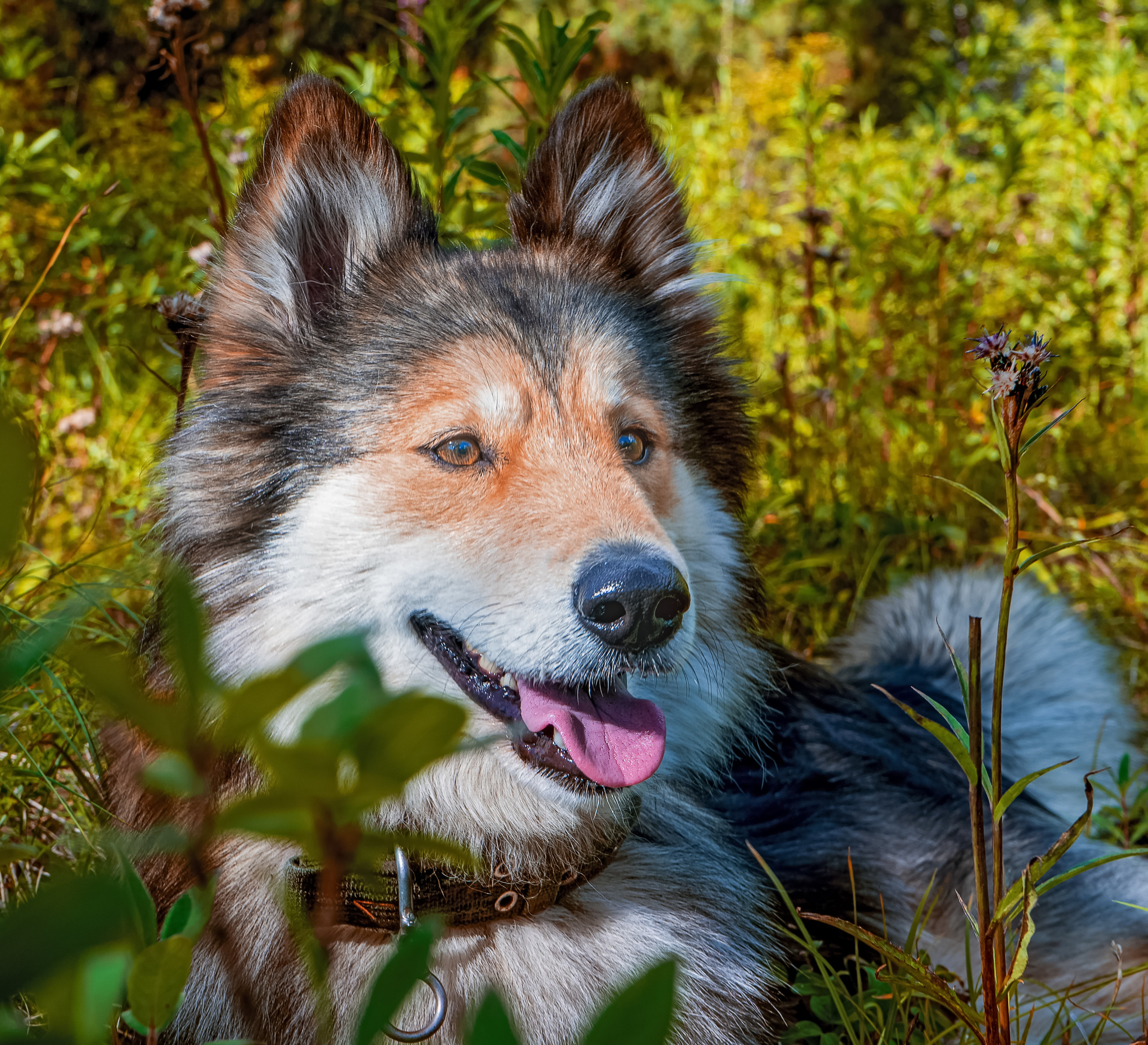 Моя Найда. Фотограф Ворошилов Дмитрий. Эссо. Камчатка