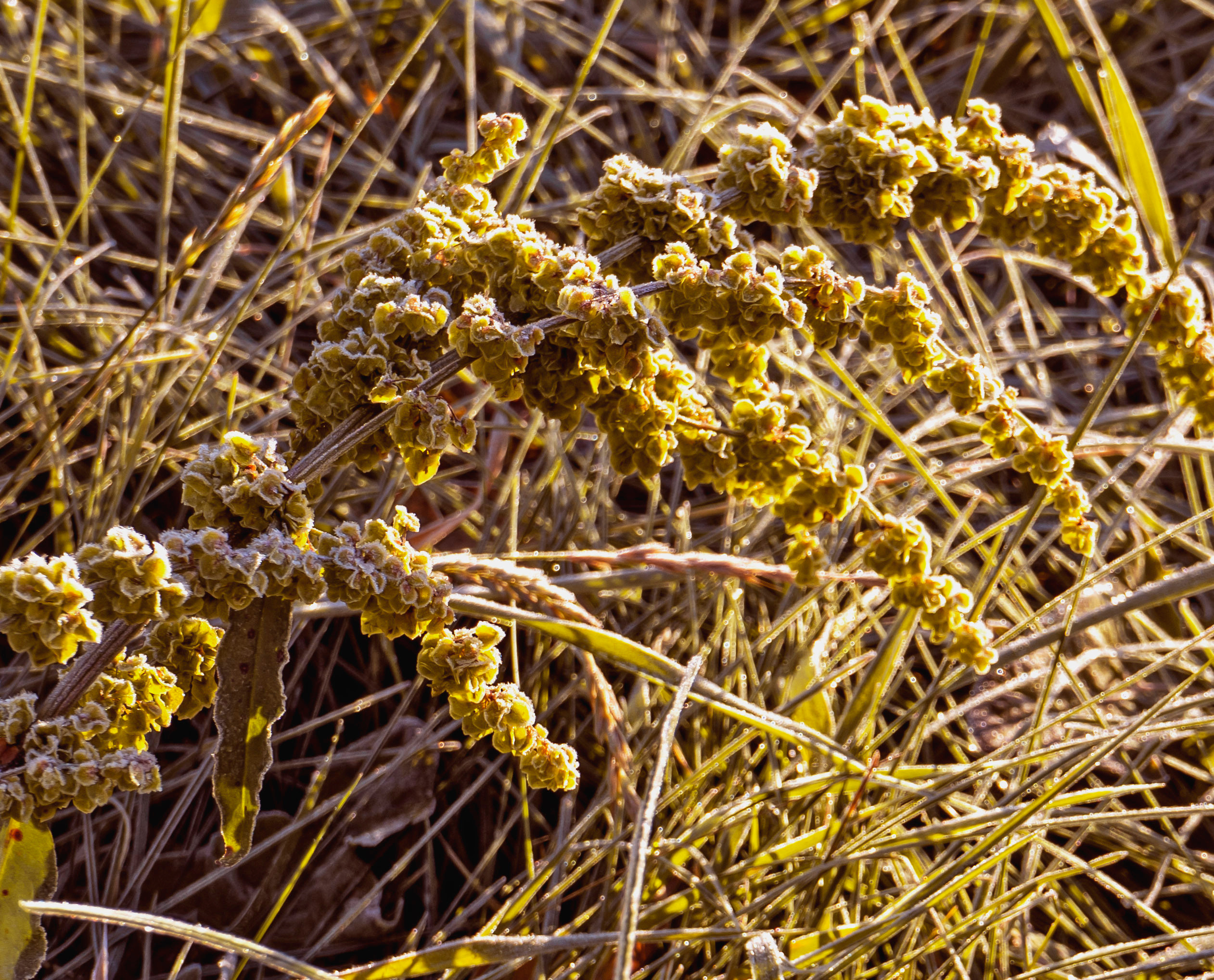 Осень. Фотограф Ворошилов Дмитрий. Эссо. Камчатка
