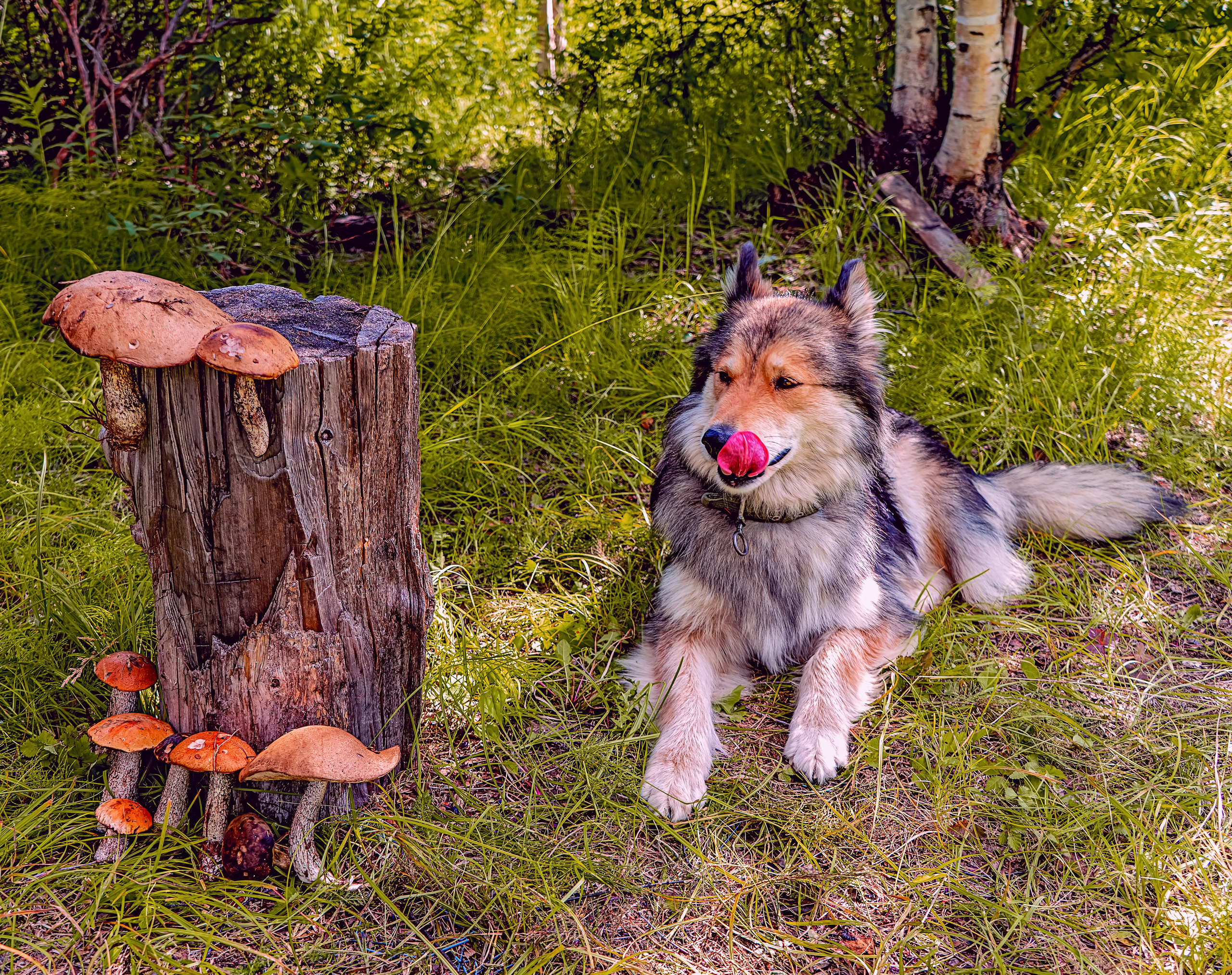 Моя Найда. Фотограф Ворошилов Дмитрий. Эссо. Камчатка