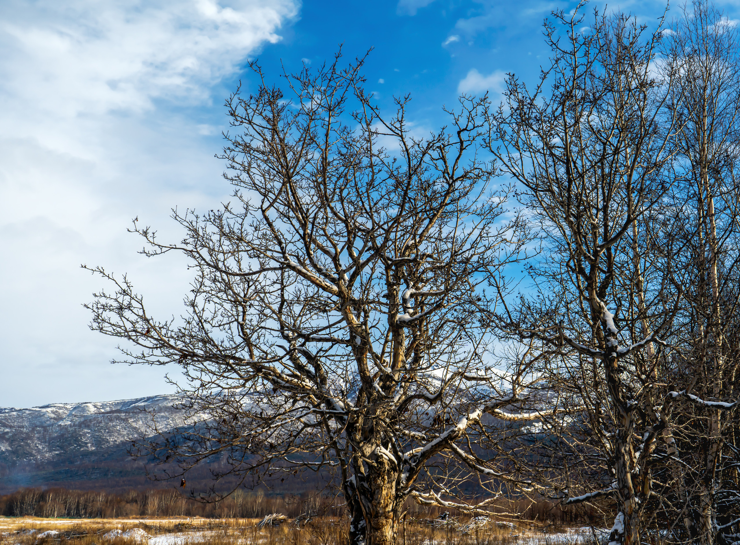 эссо фотокамчатка фото