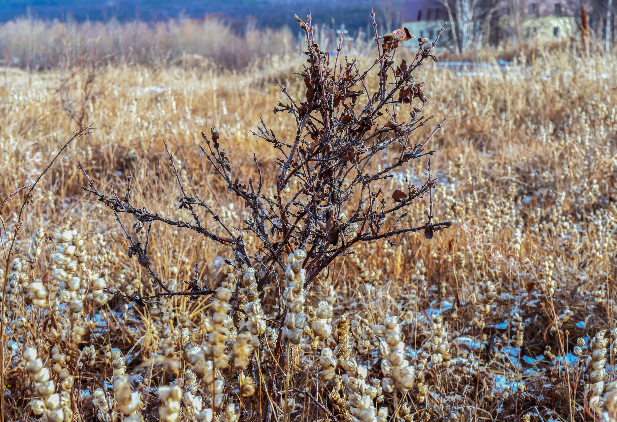 Осень. Фотограф Ворошилов Дмитрий. Эссо. Камчатка