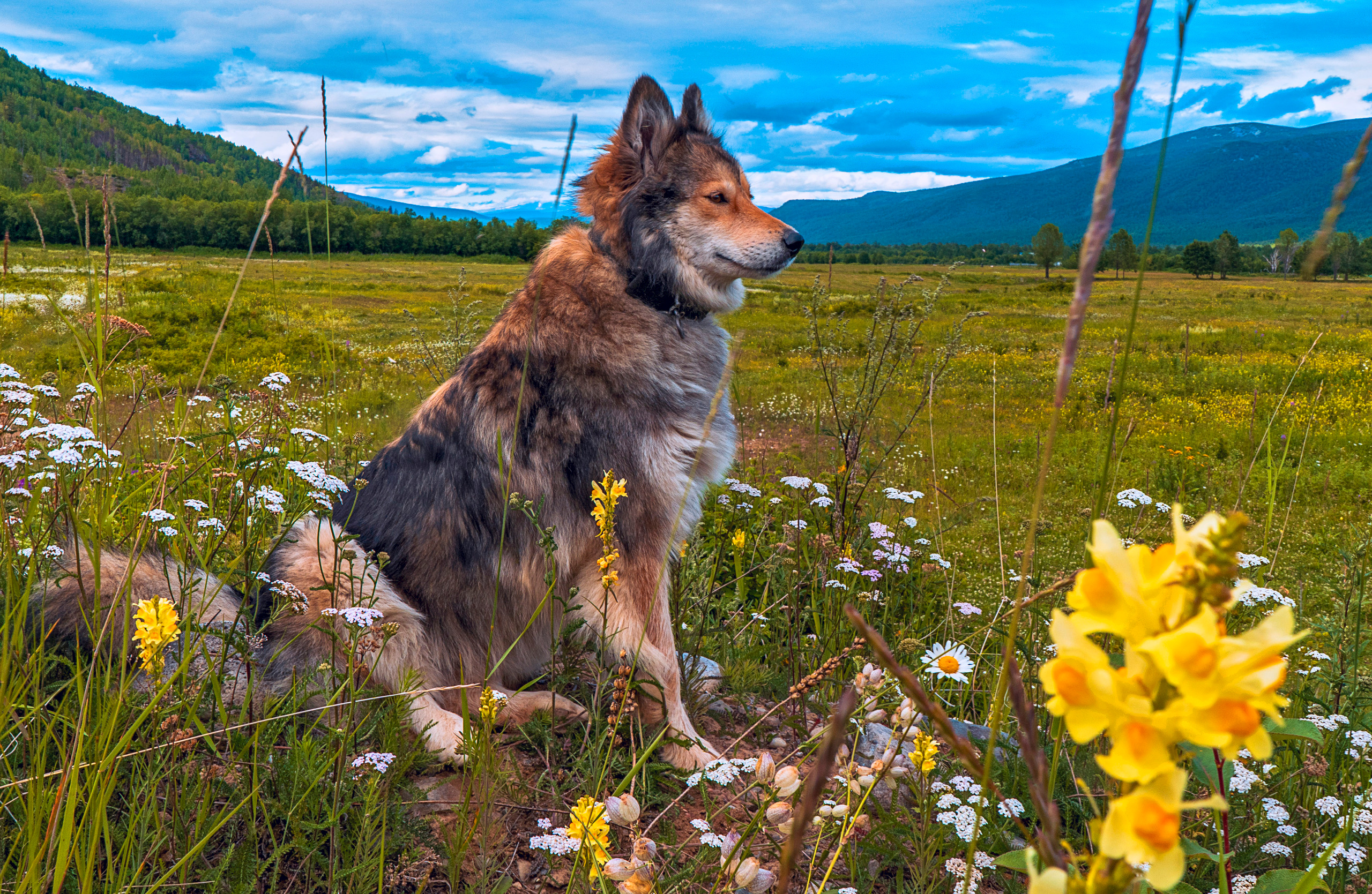 фото собаки