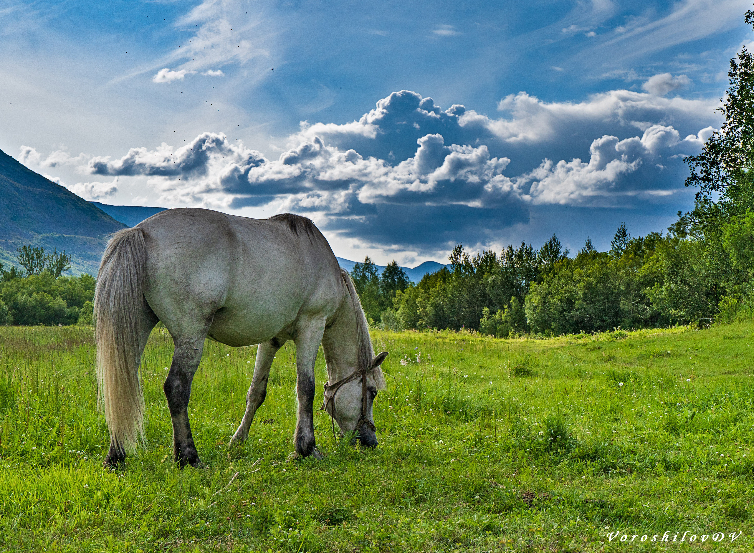 Лето. Фотограф Ворошилов Дмитрий. Эссо. Камчатка