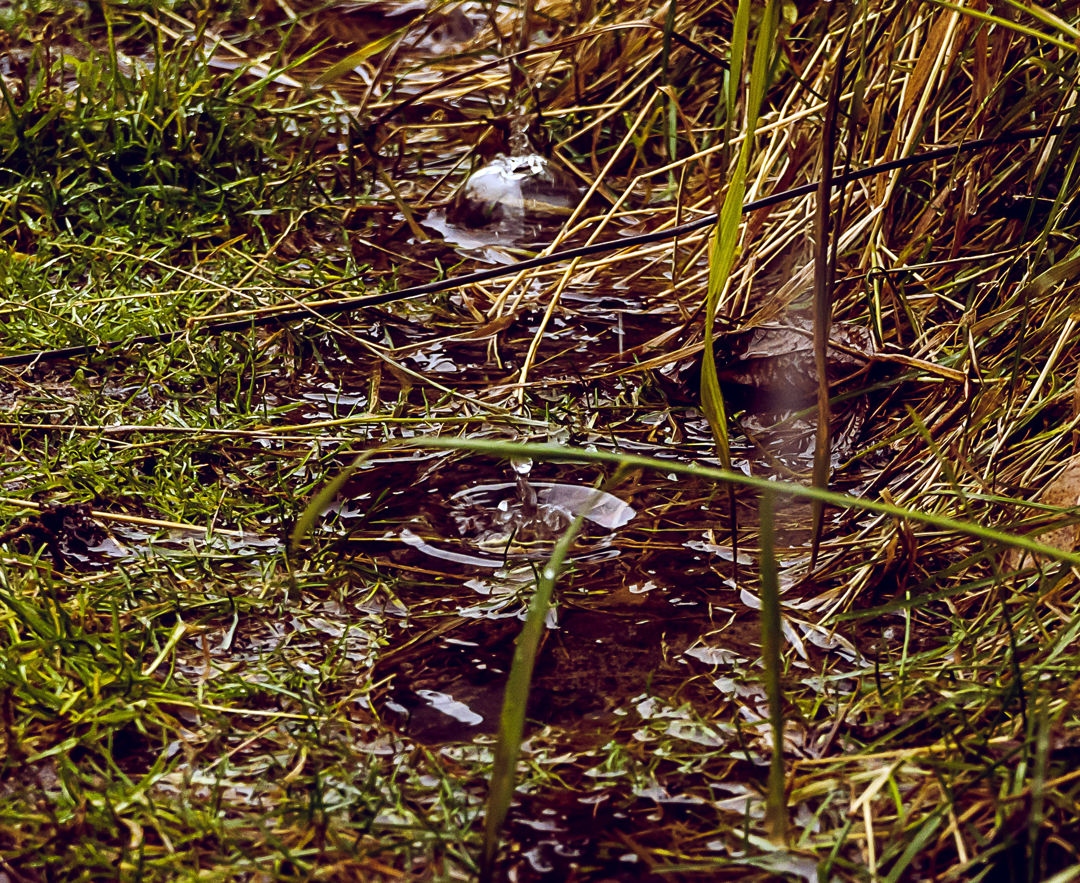 Осень. Фотограф Ворошилов Дмитрий. Эссо. Камчатка