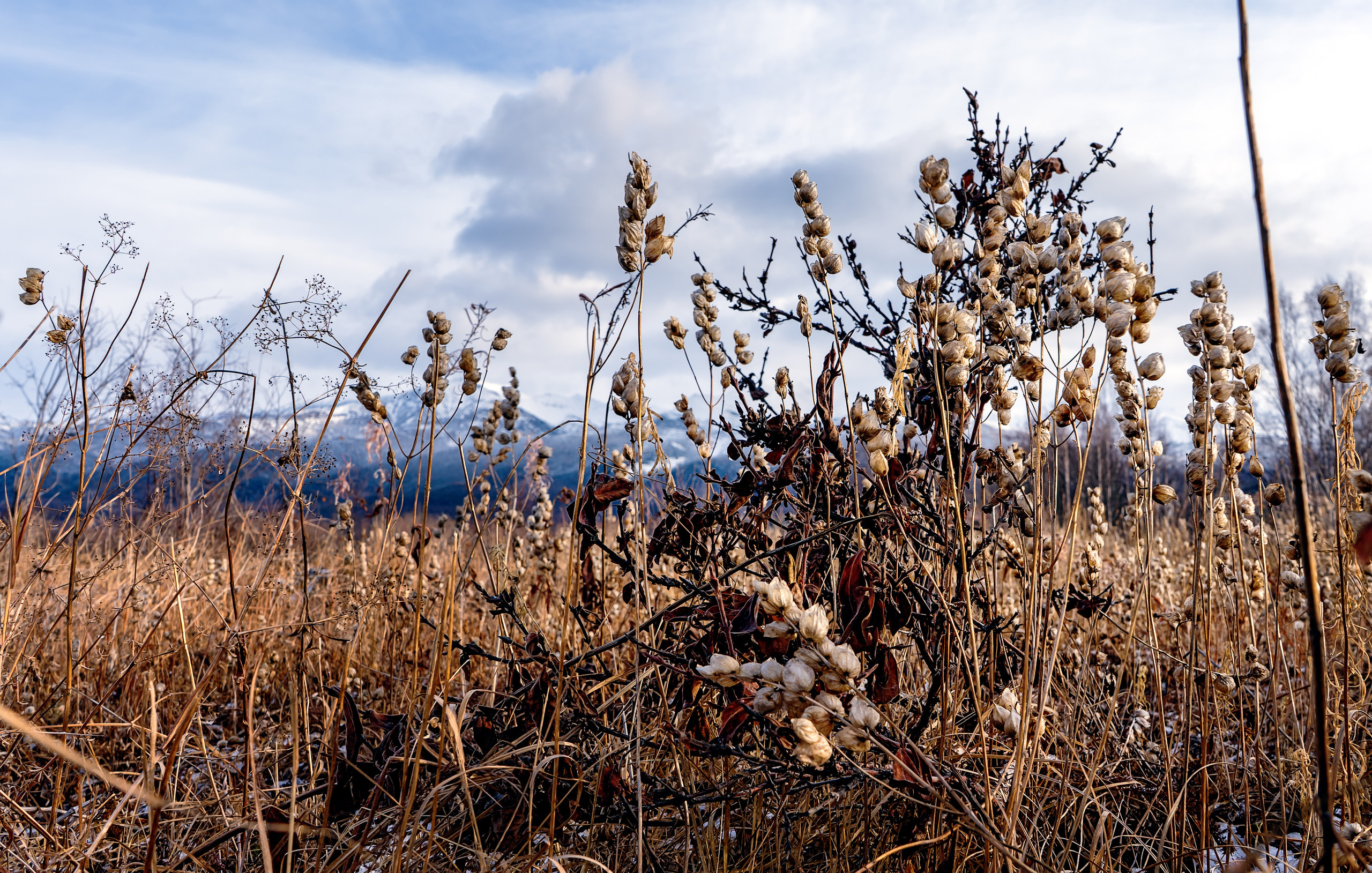Осень. Фотограф Ворошилов Дмитрий. Эссо. Камчатка