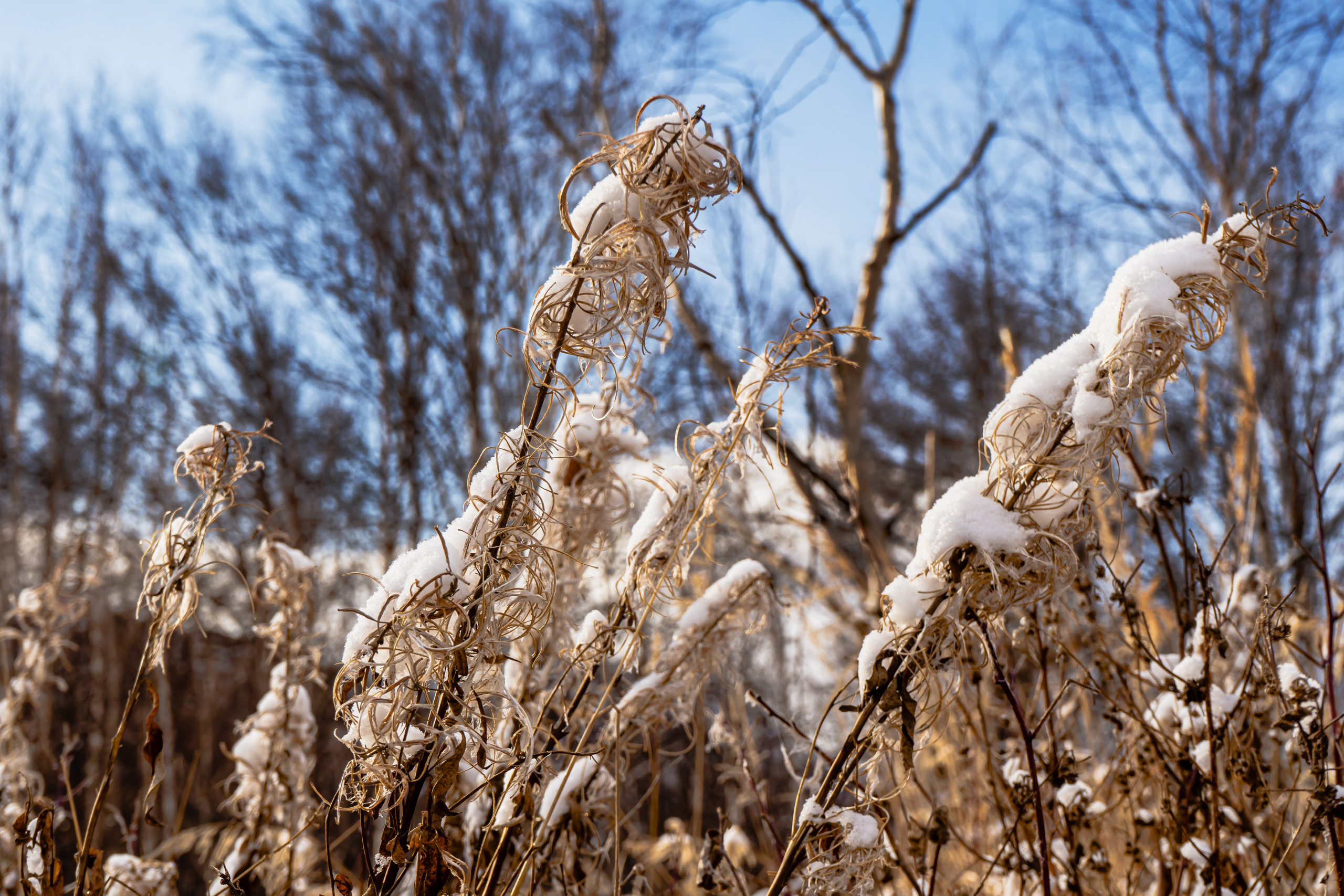 эссо фотокамчатка фото