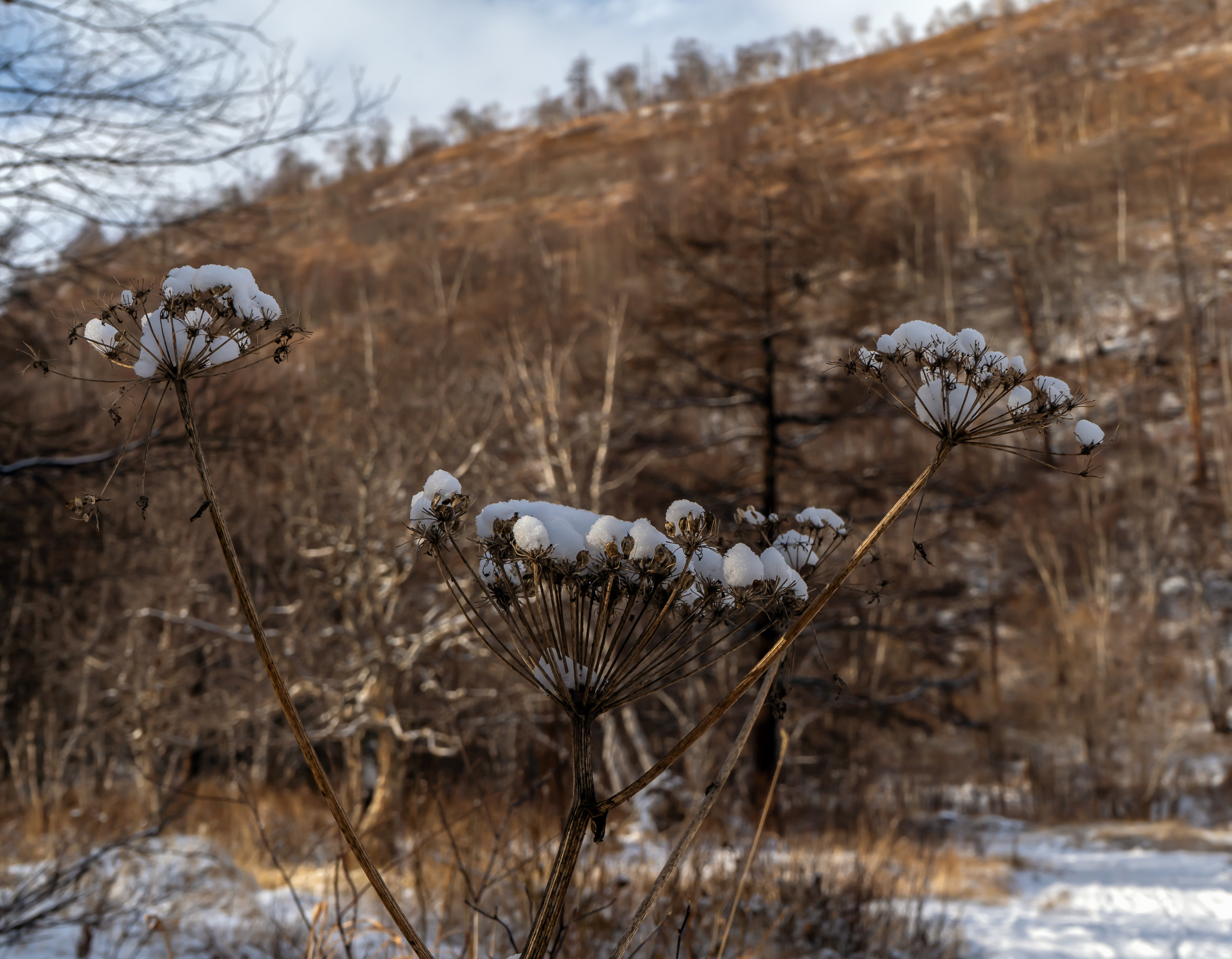эссо фотокамчатка фото