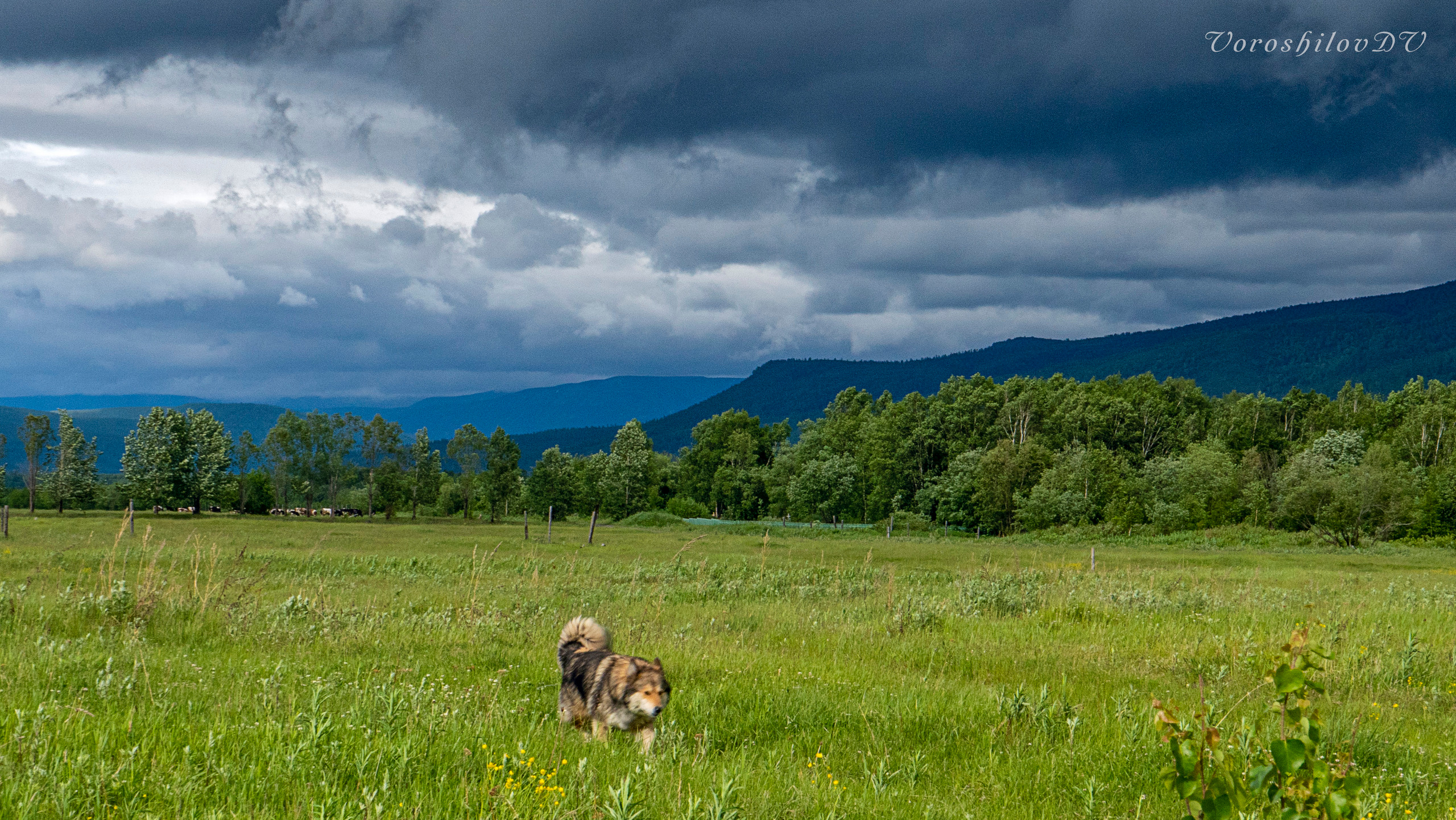 фото собаки