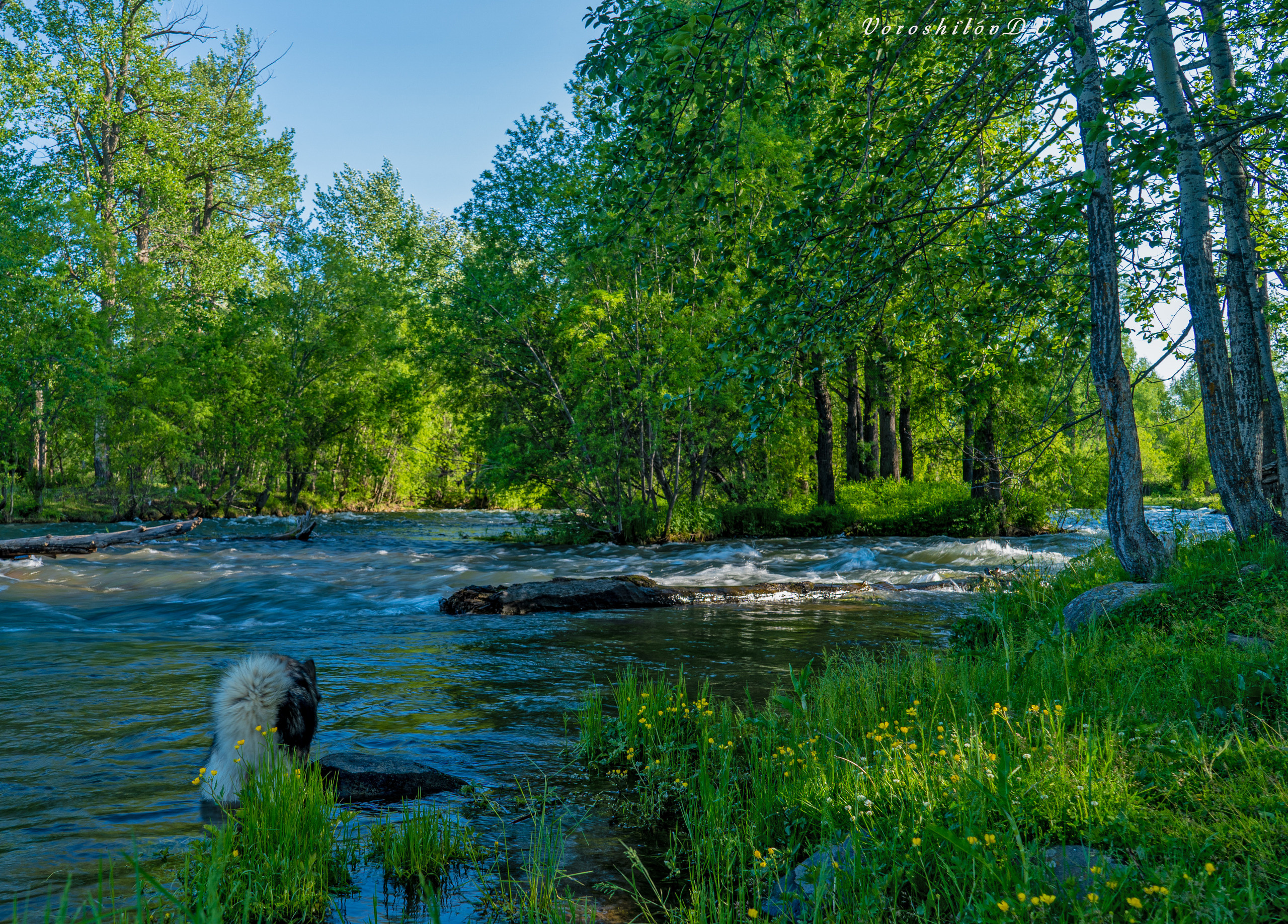 Лето. Фотограф Ворошилов Дмитрий. Эссо. Камчатка