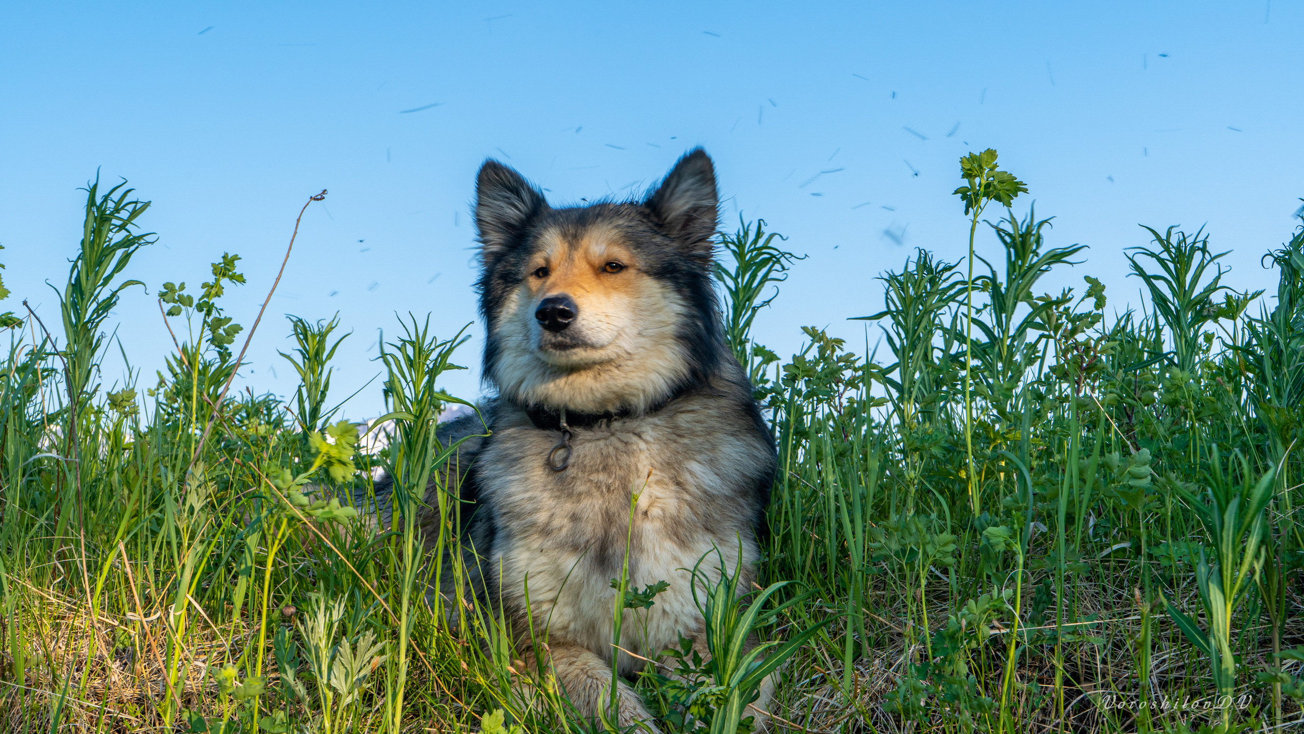 фото собаки