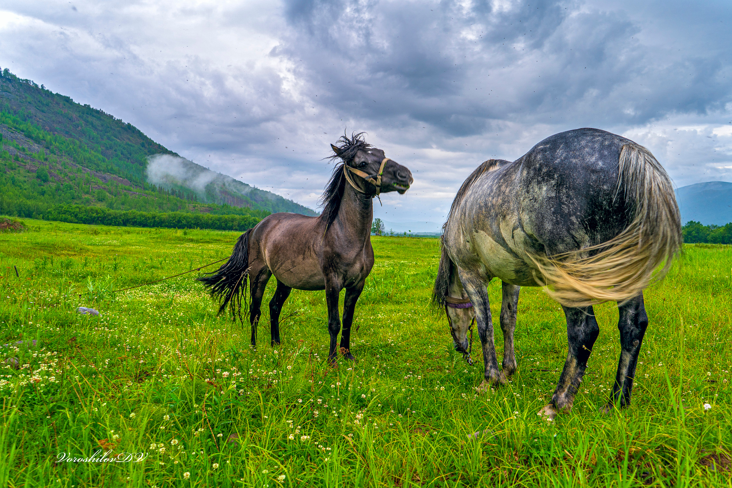 Лето. Фотограф Ворошилов Дмитрий. Эссо. Камчатка