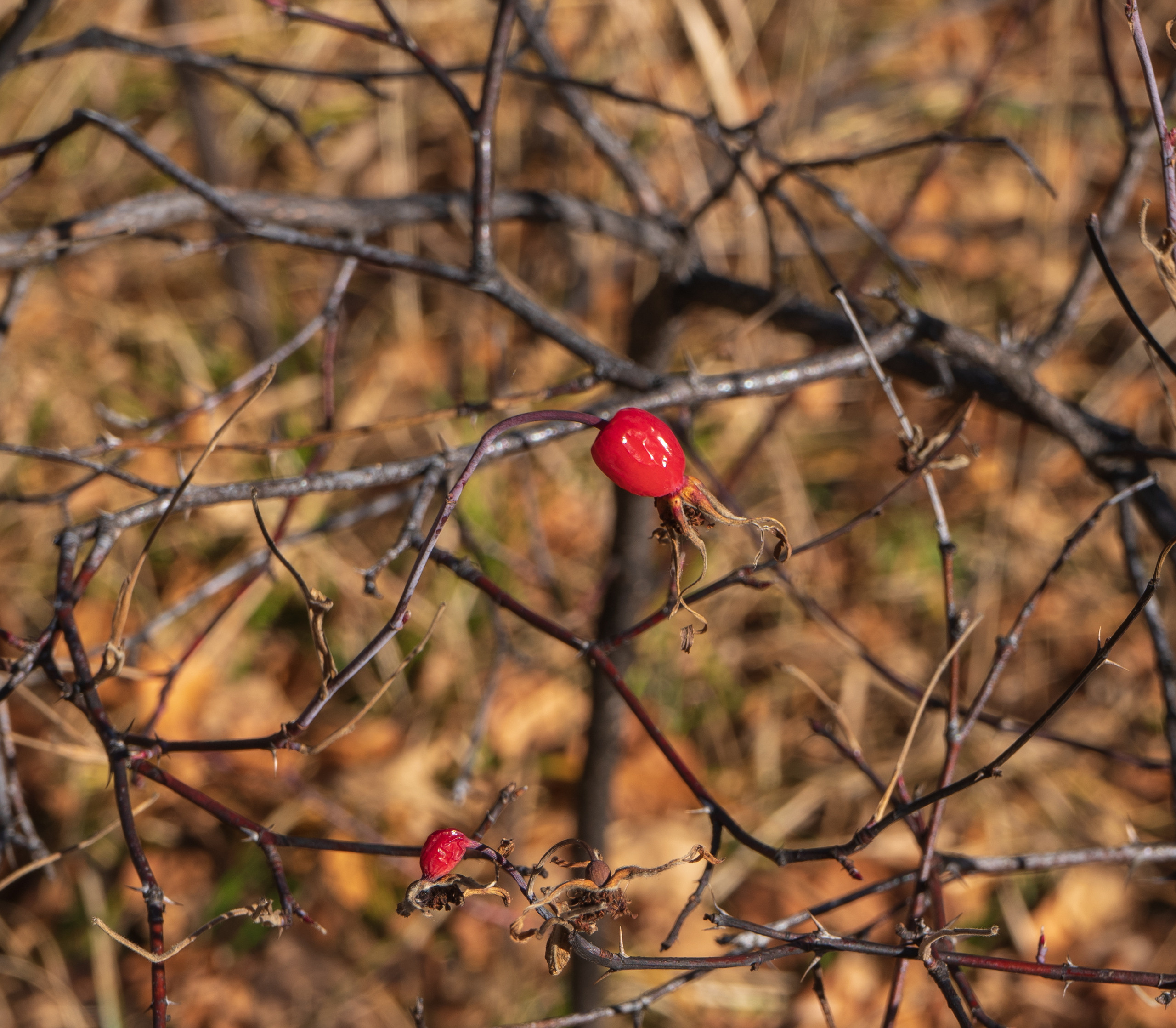 Осень. Фотограф Ворошилов Дмитрий. Эссо. Камчатка