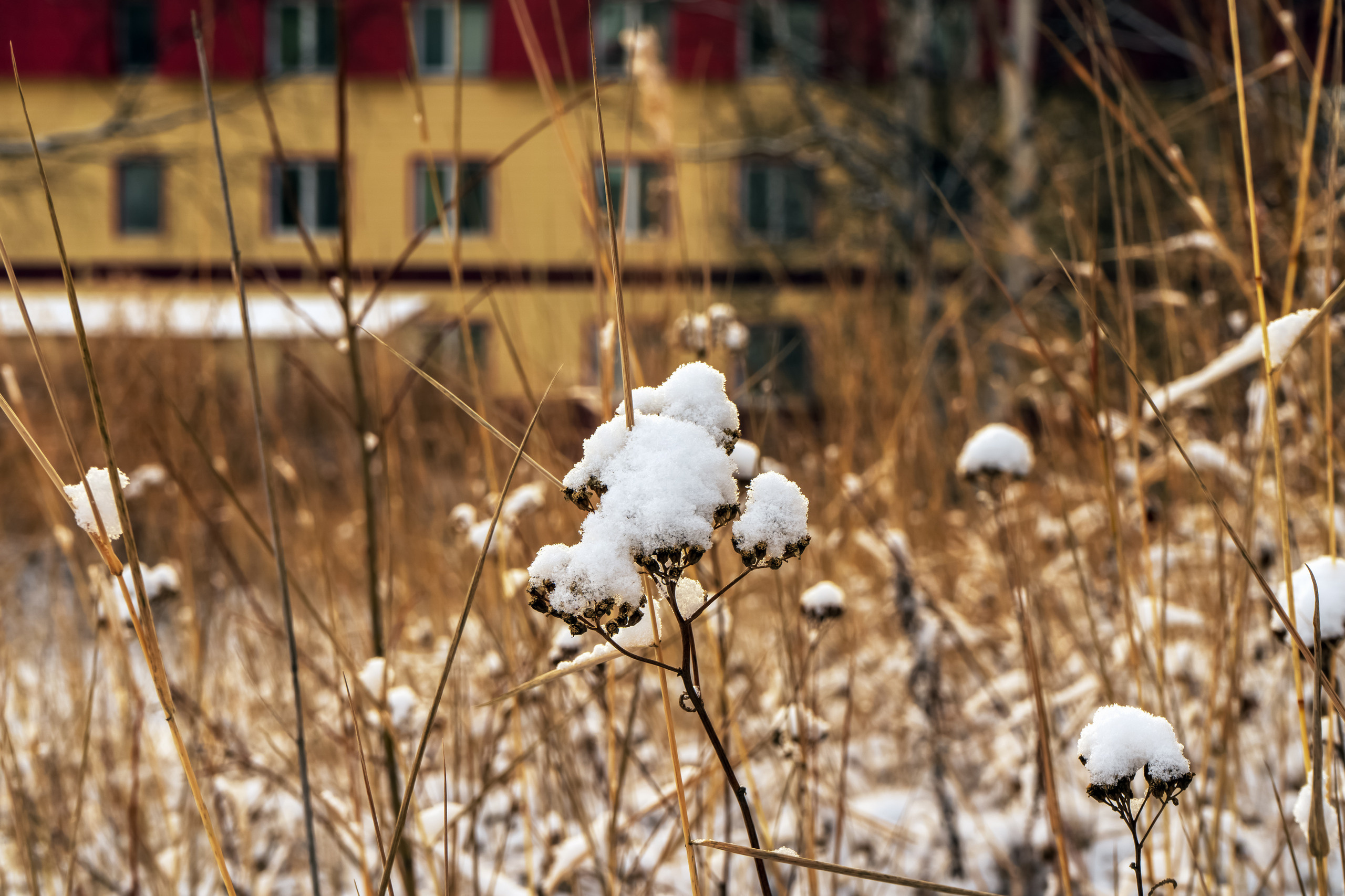 эссо фотокамчатка фото