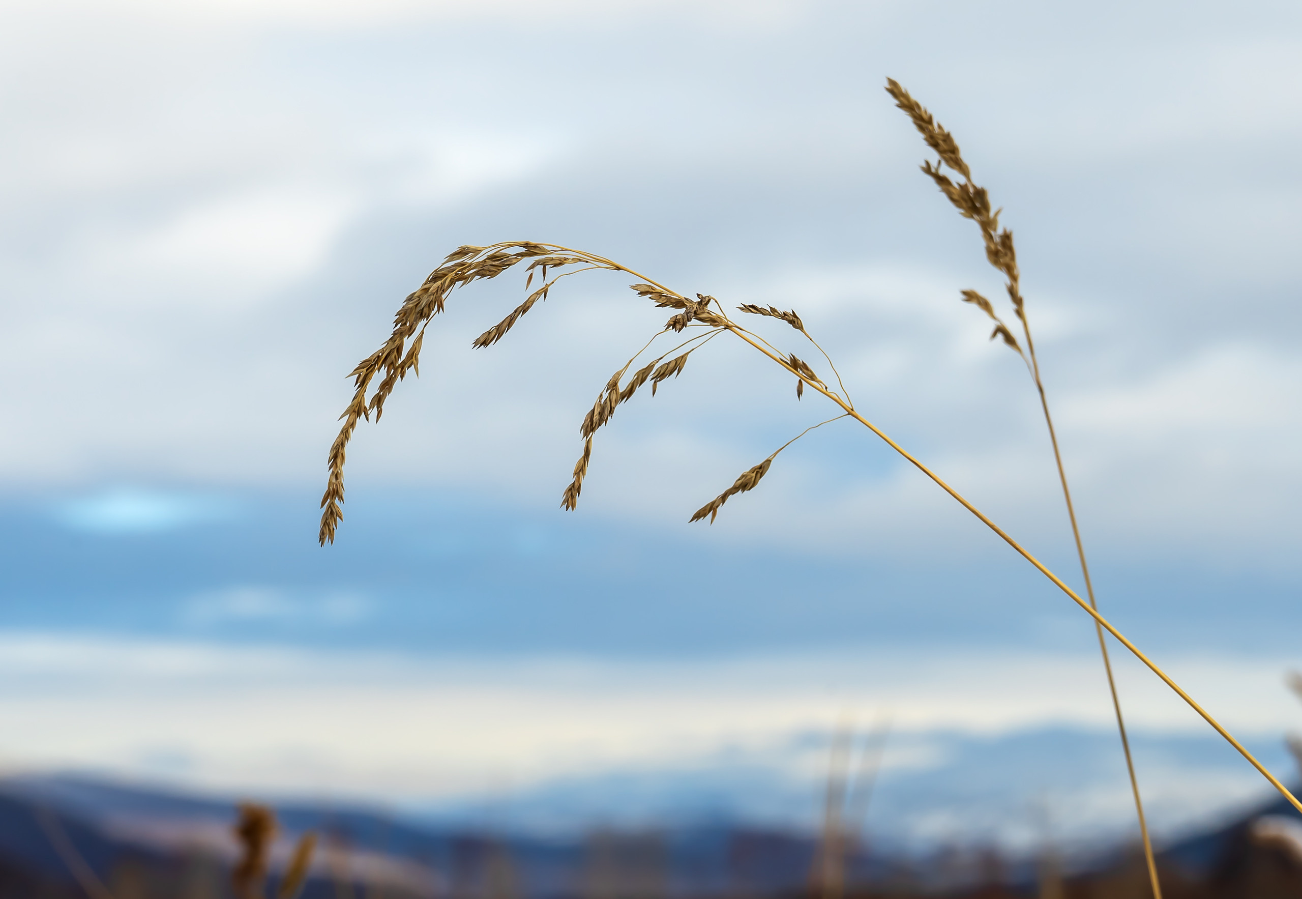 эссо фотокамчатка фото