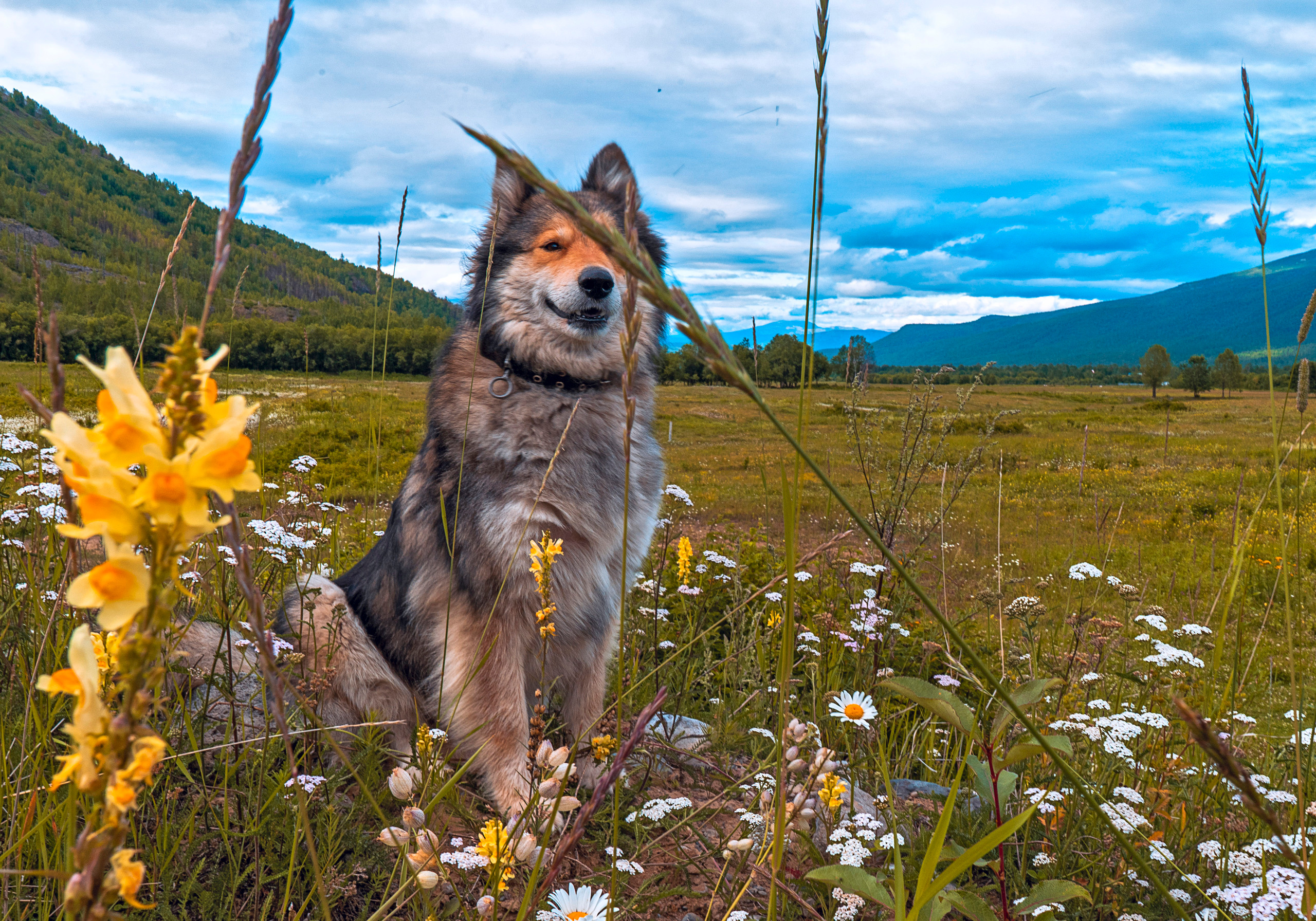 фото собаки