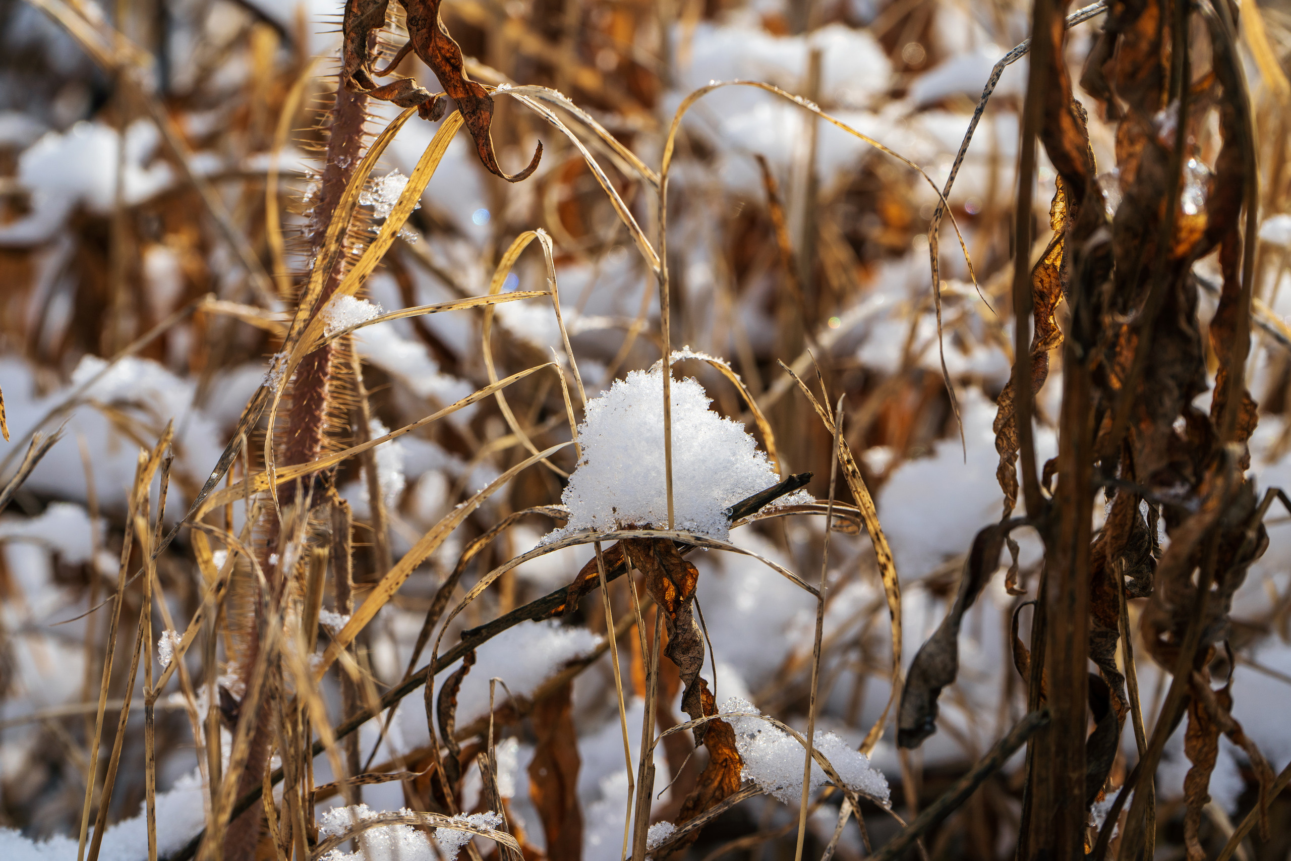 эссо фотокамчатка фото