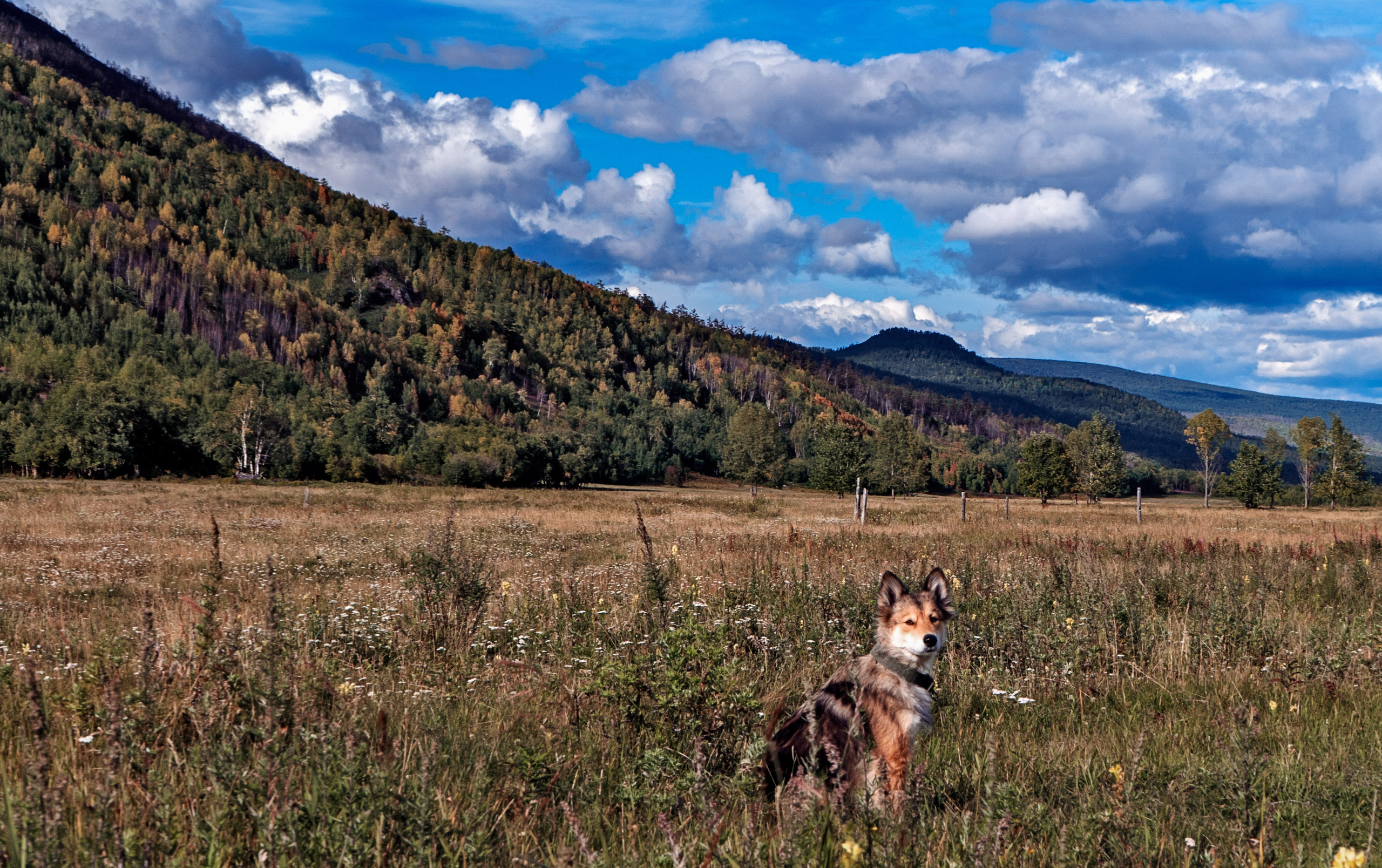 Лето. Фотограф Ворошилов Дмитрий. Эссо. Камчатка