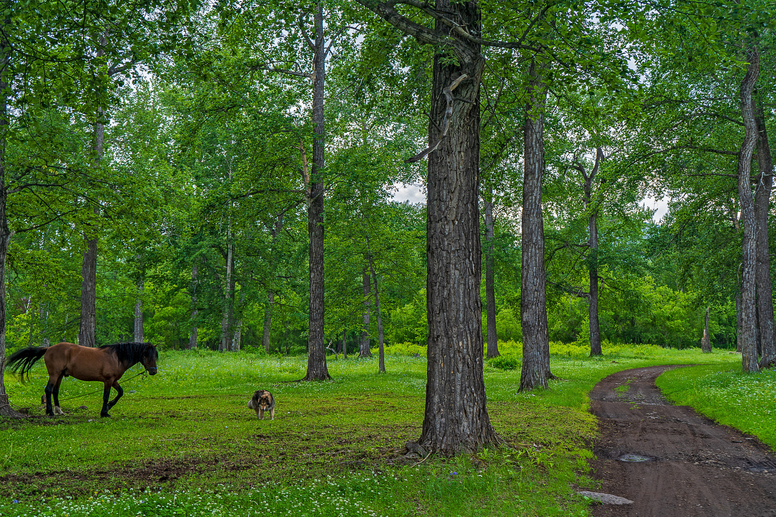 Лето. Фотограф Ворошилов Дмитрий. Эссо. Камчатка
