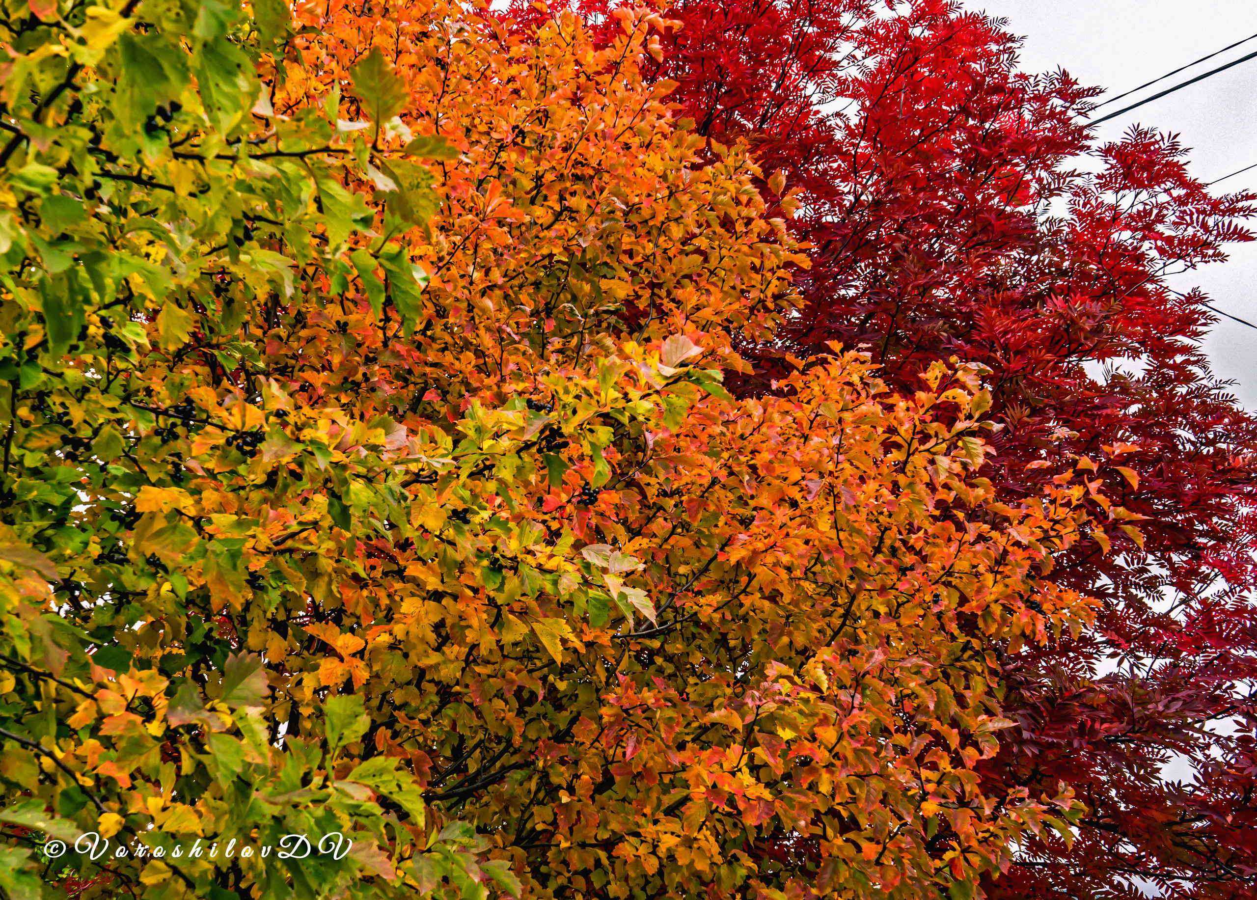Осень. Фотограф Ворошилов Дмитрий. Эссо. Камчатка