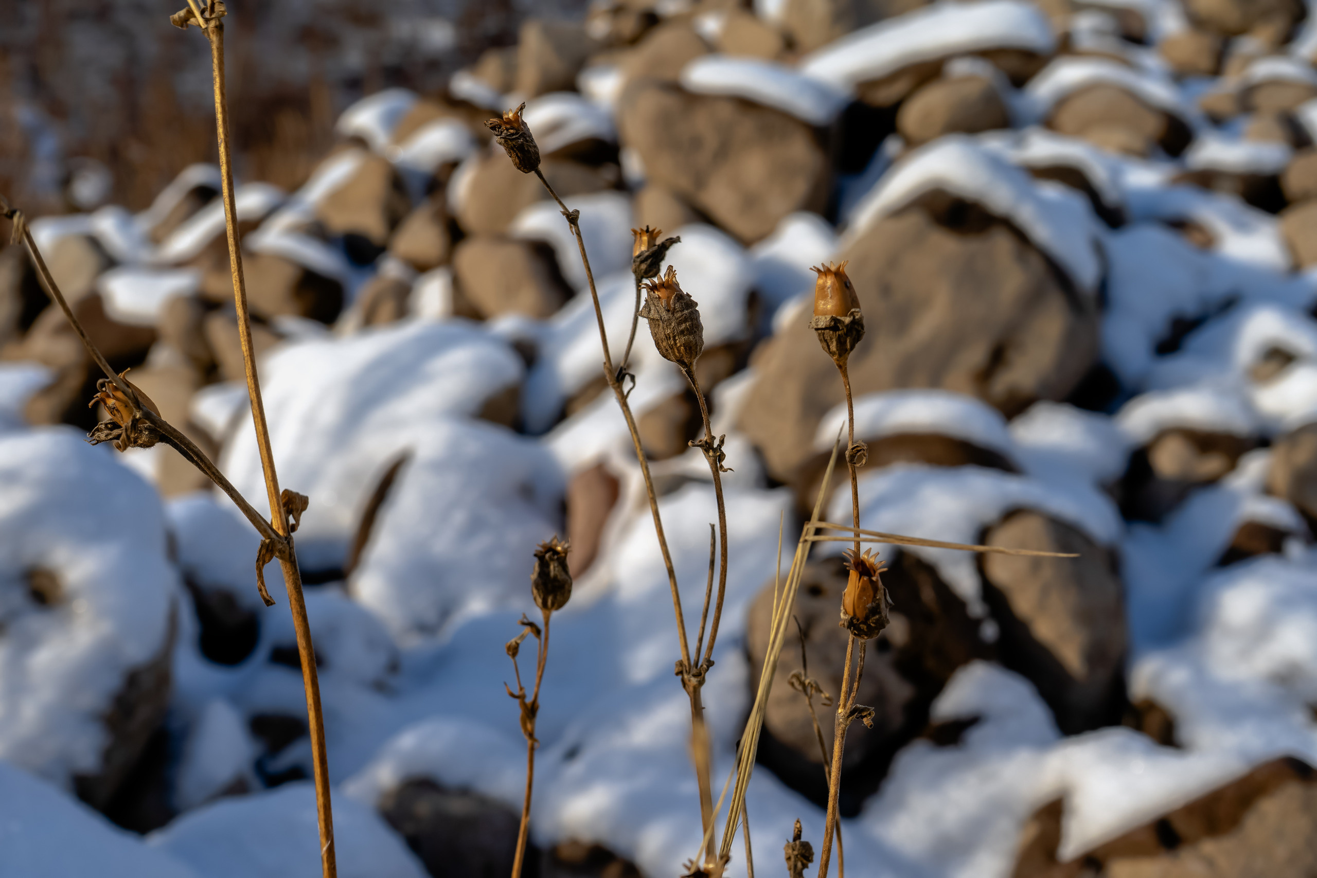 эссо фотокамчатка фото