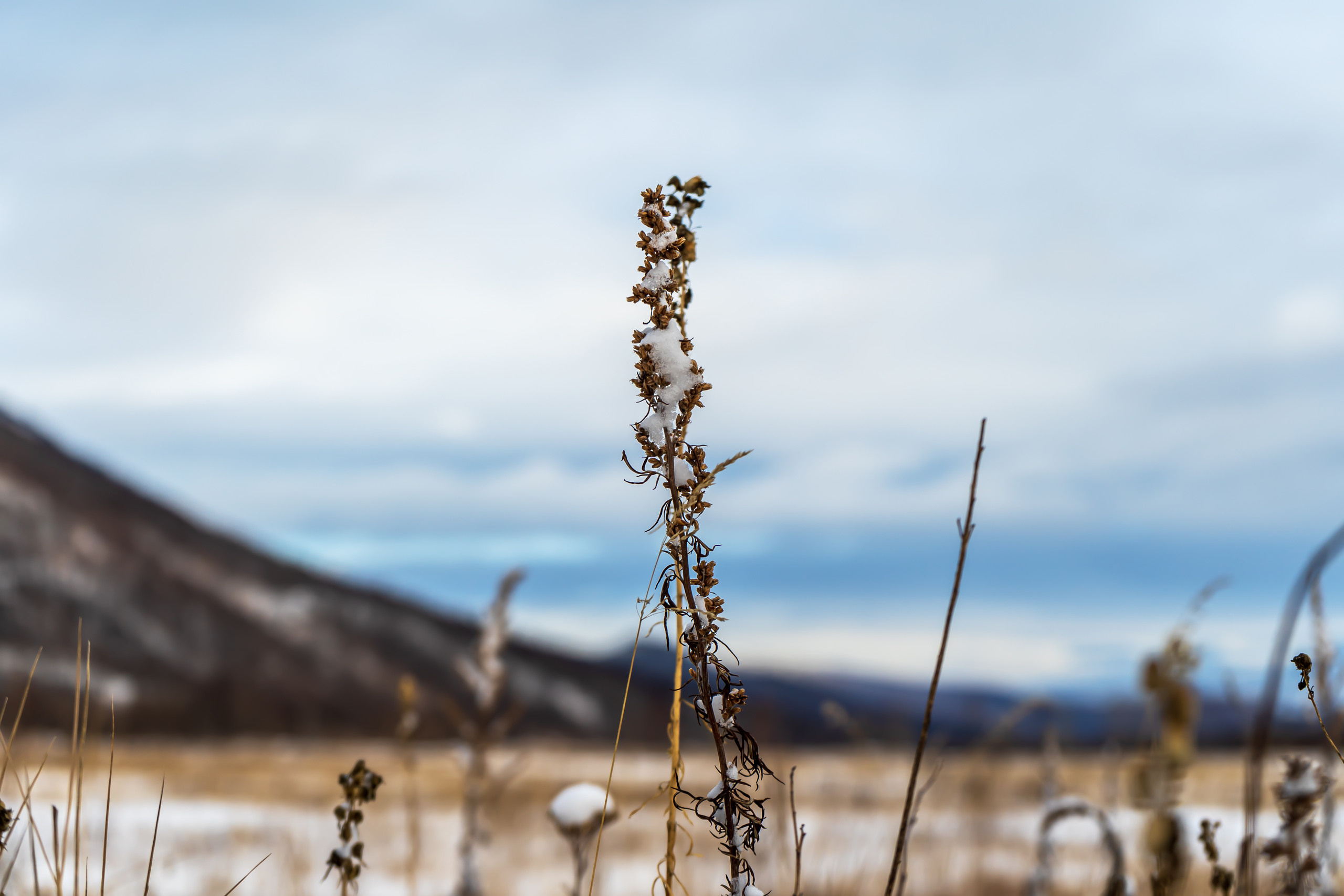 эссо фотокамчатка фото