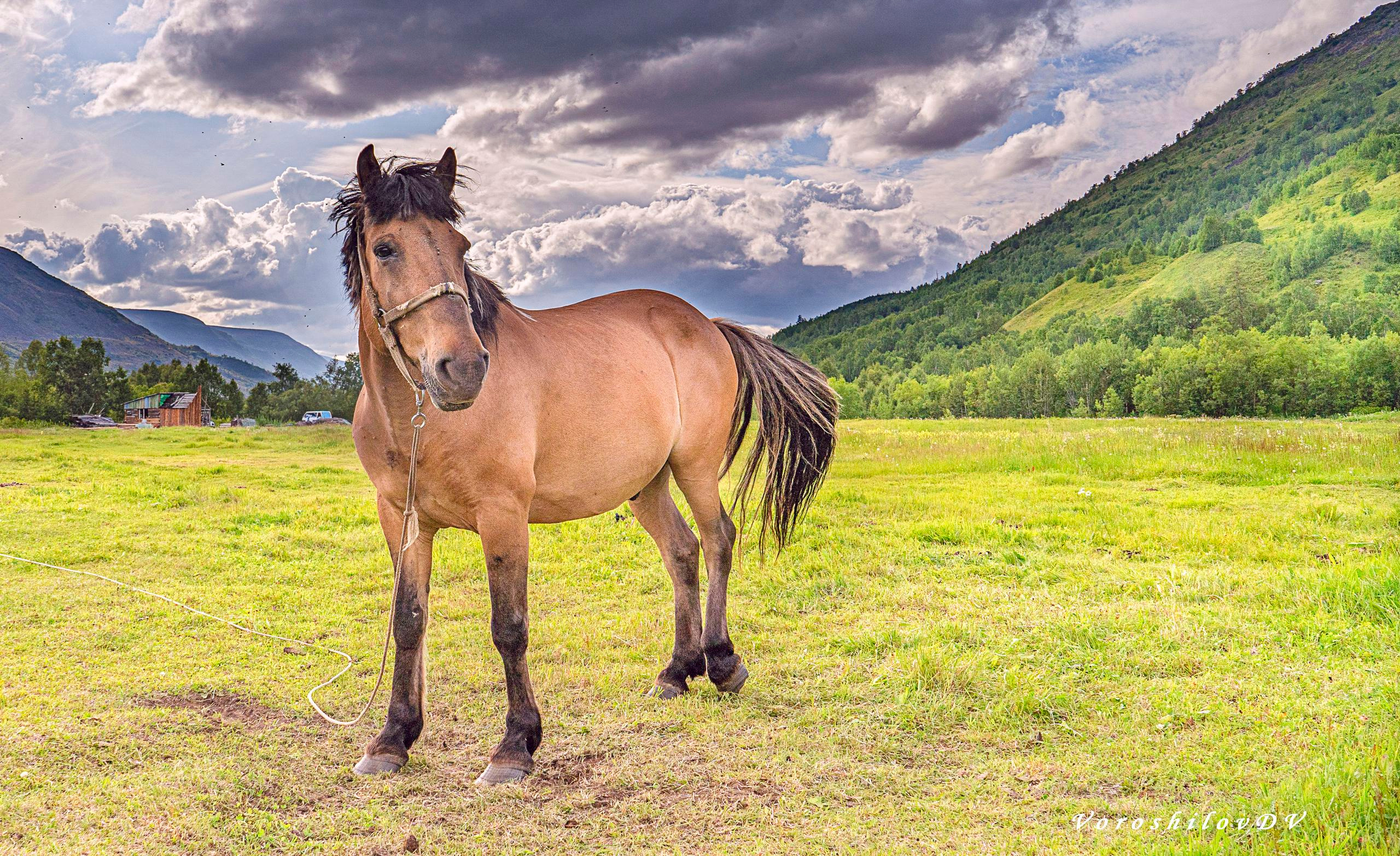 Лето. Фотограф Ворошилов Дмитрий. Эссо. Камчатка