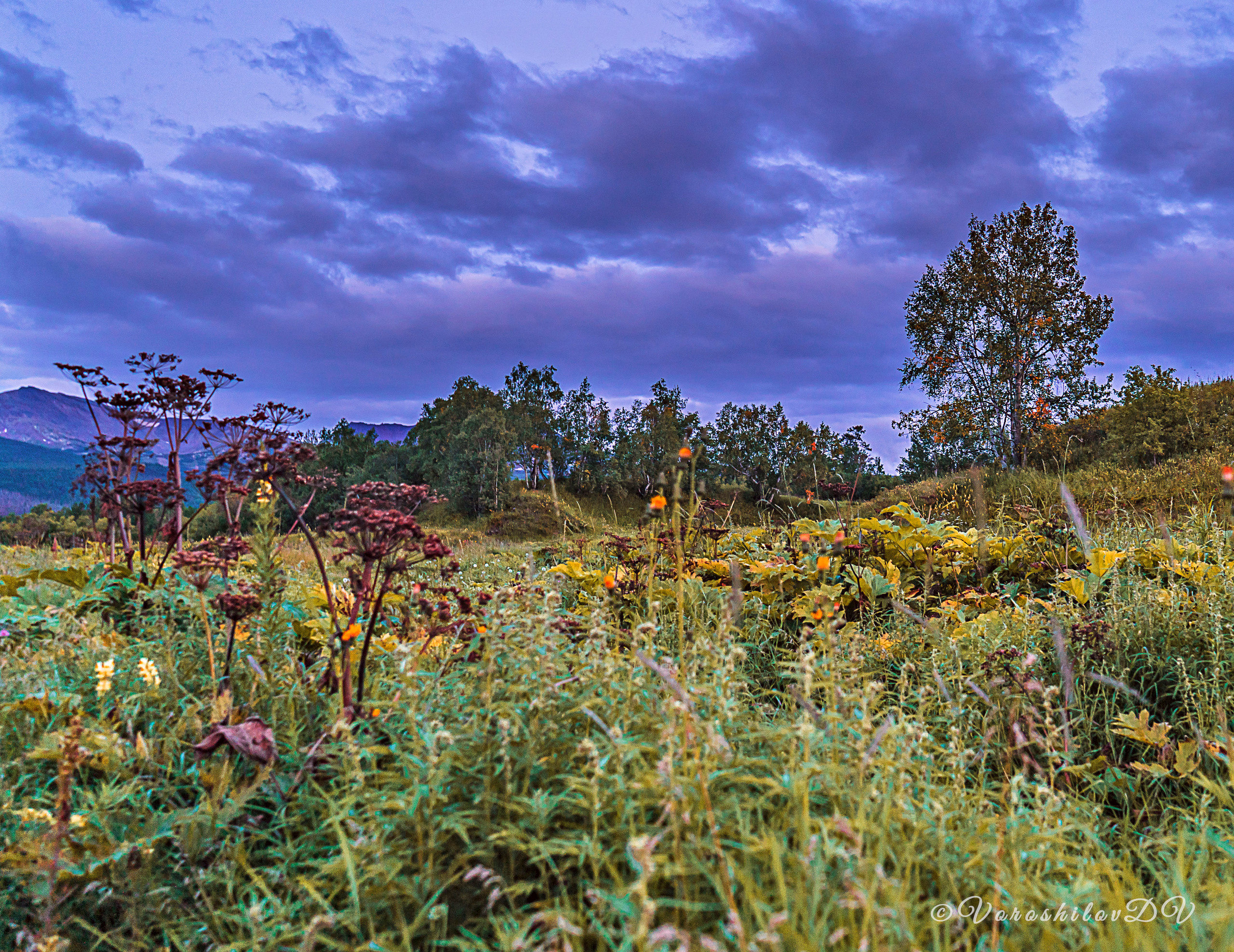 Лето. Фотограф Ворошилов Дмитрий. Эссо. Камчатка