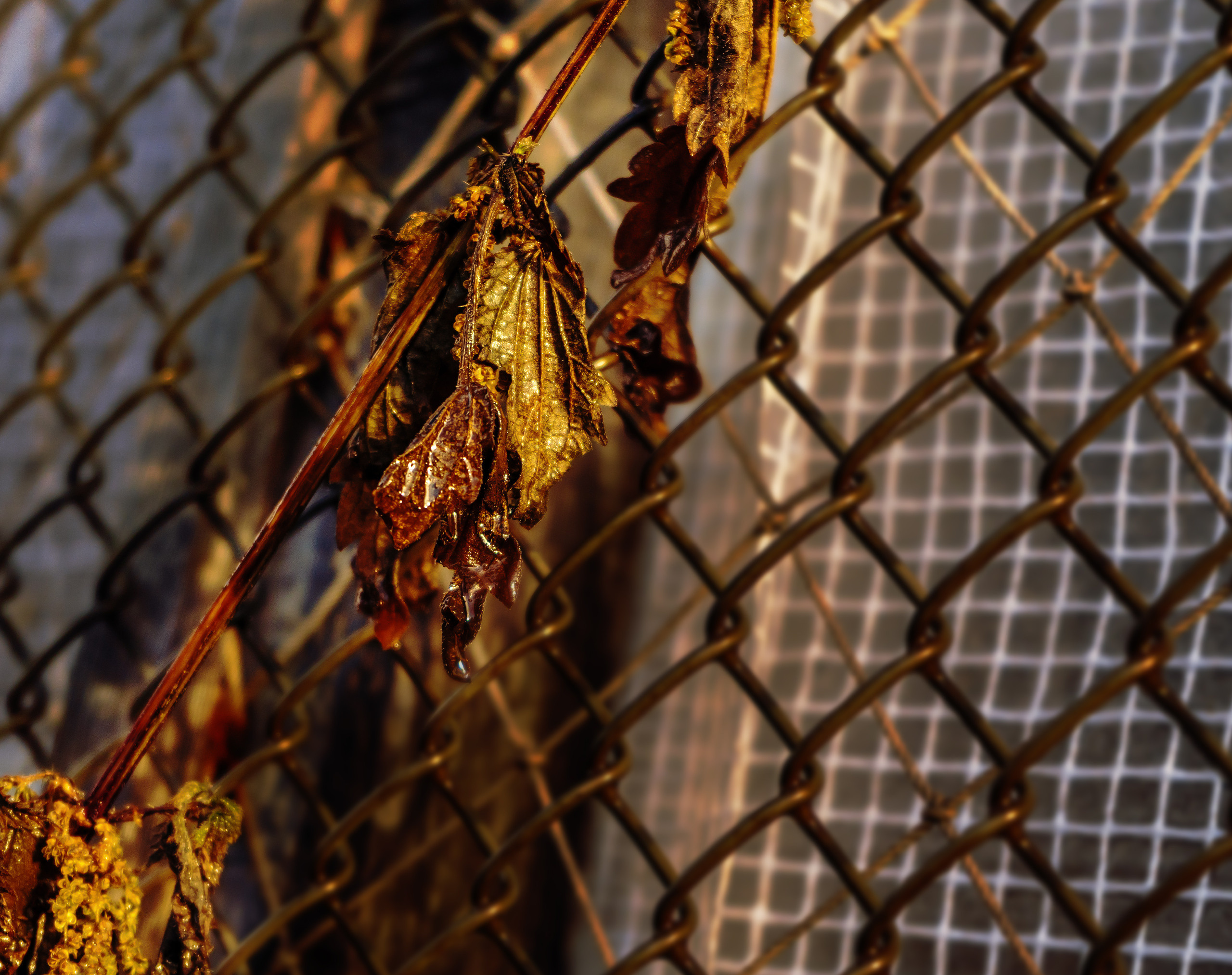 Осень. Фотограф Ворошилов Дмитрий. Эссо. Камчатка