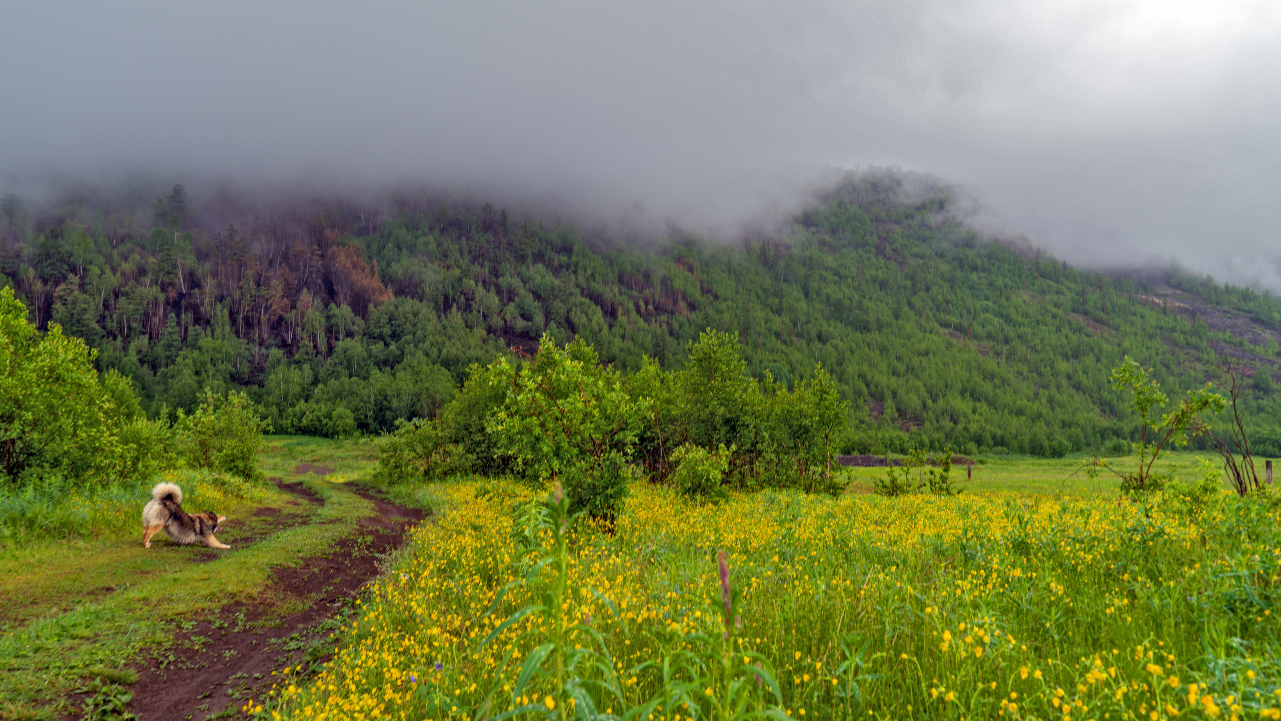 Лето. Фотограф Ворошилов Дмитрий. Эссо. Камчатка